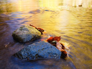 【Kyubi展示品】・With glory behind  木工パネル