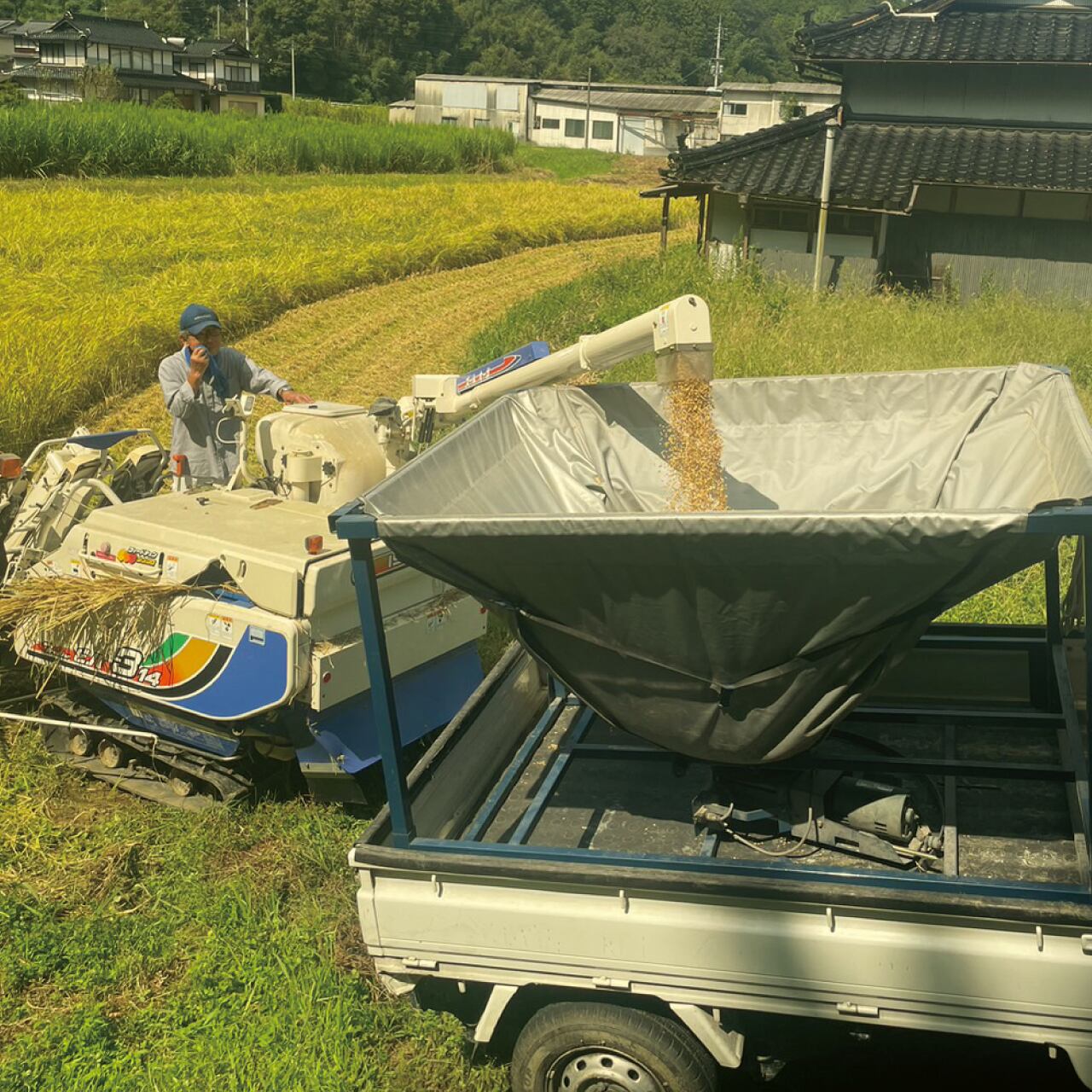 令和7年 新米】玄米10kg しんちゃん米 岡山県 あきたこまち | gallery