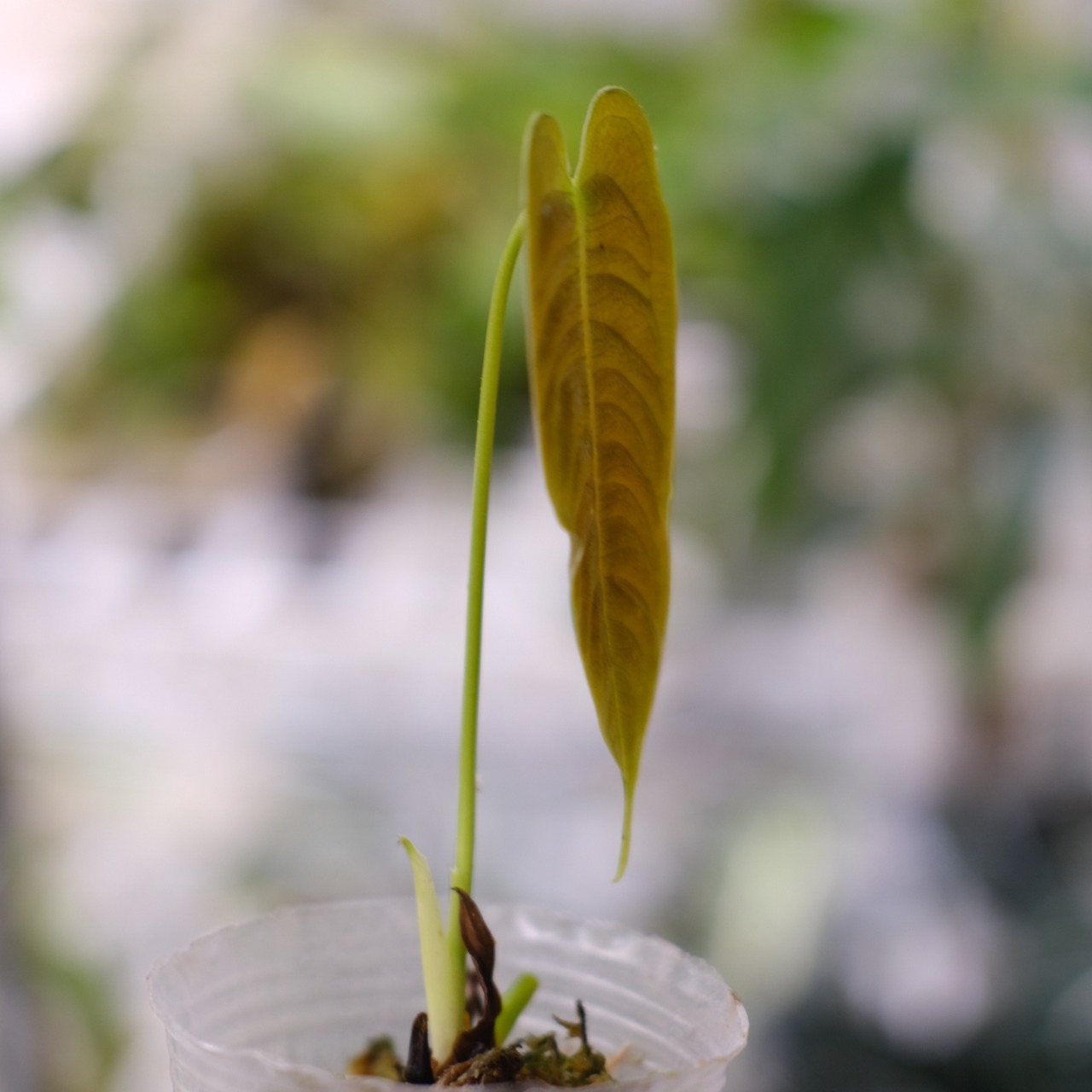アンスリウム・ベイチー / Anthurium Veitchii / 観葉植物⑦