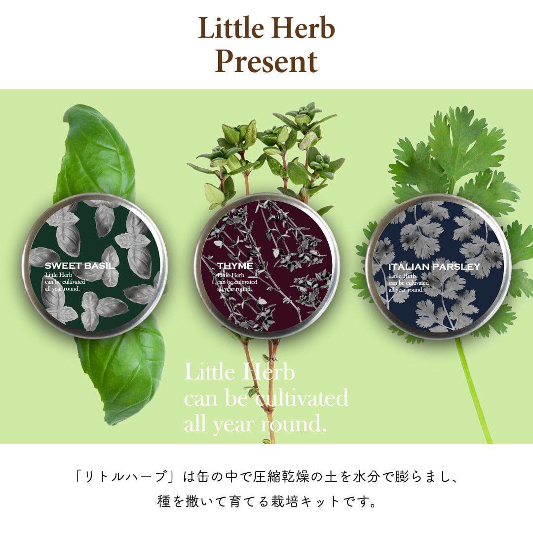 LUCHE(ルーチェ) JELLYFISH(ジェリーフィッシュ) | LUCHE OFFICIAL STORE