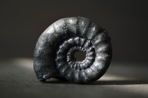 イギリス産黄鉄鉱化アンモナイト  Pyritized Ammonite 2315