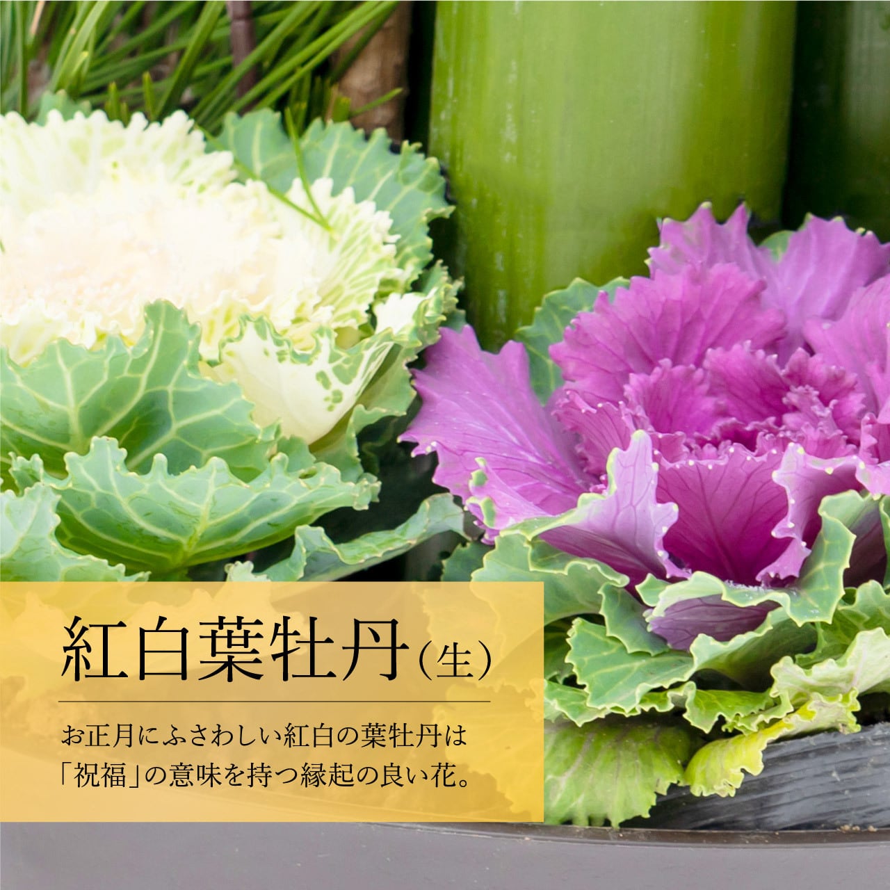 笑い竹門松 150cm（一対） | 門松専門店 えびす屋