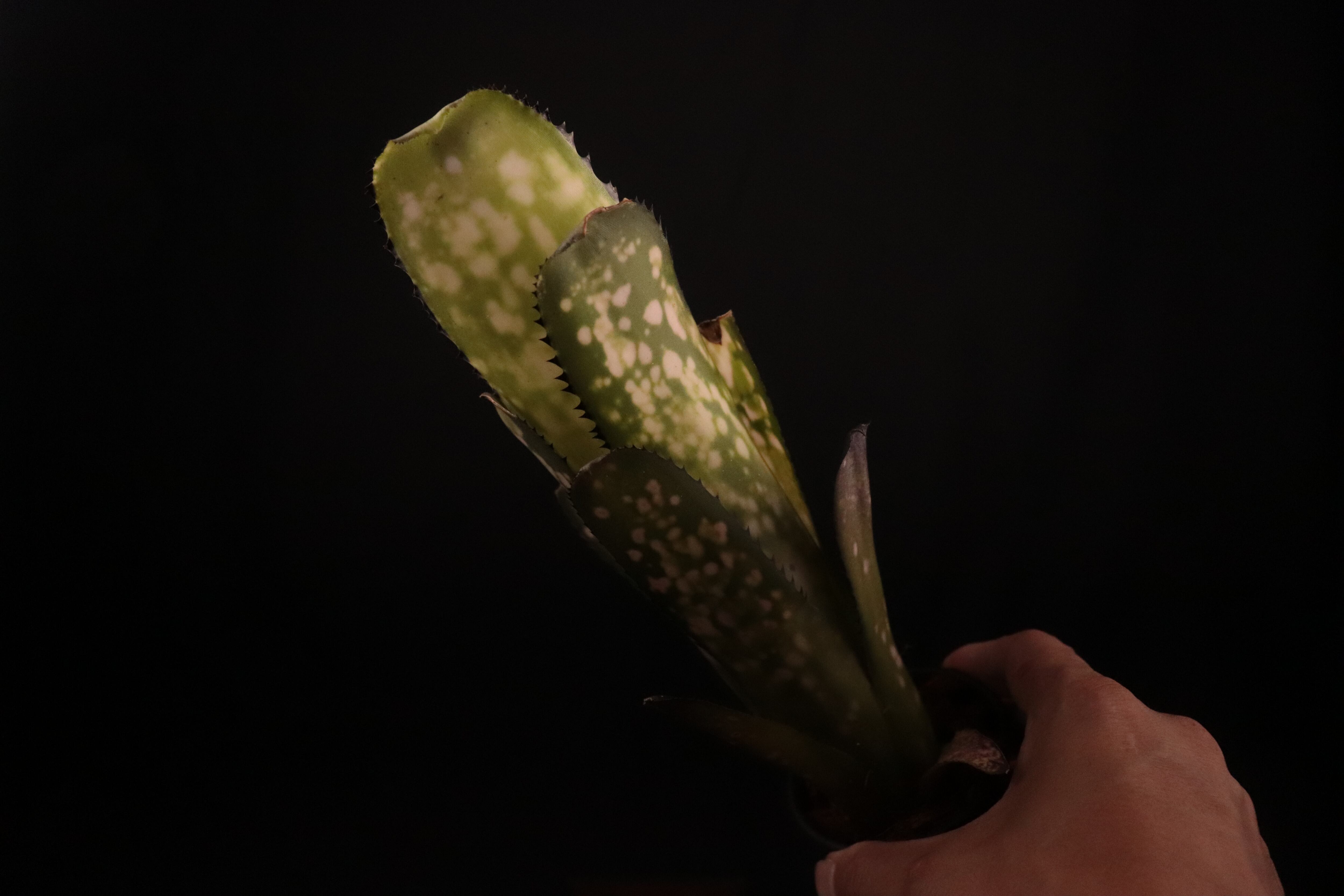 reserved】Billbergia 'Kolan Shark Bite'〔ビルベルギア〕現品発送