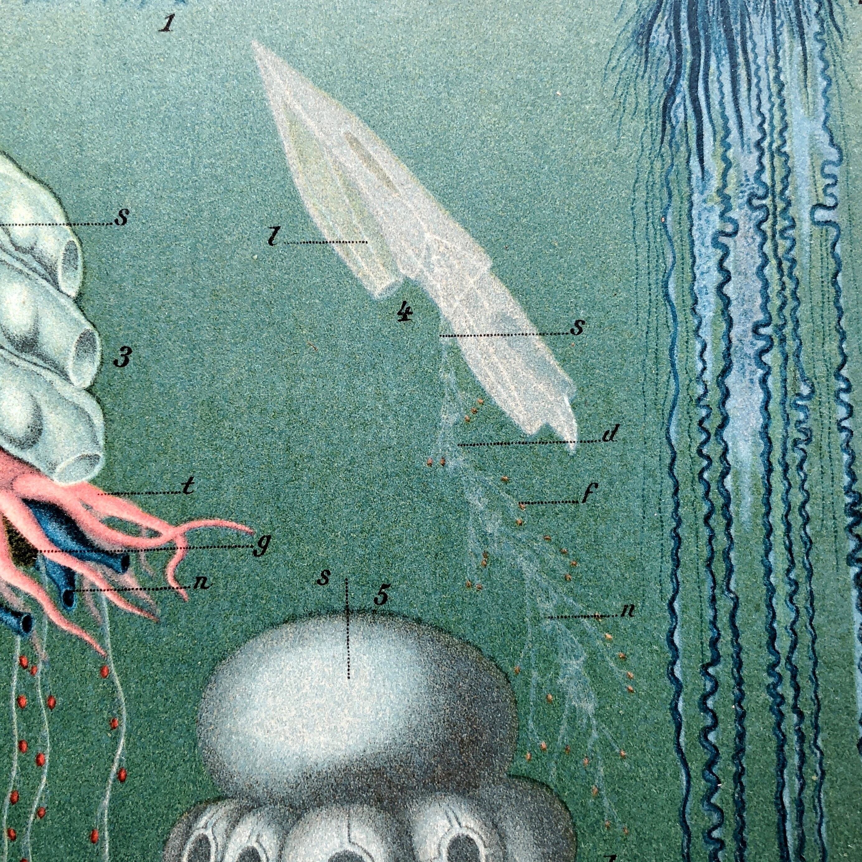 博物画「クラゲ」 | PAY ID