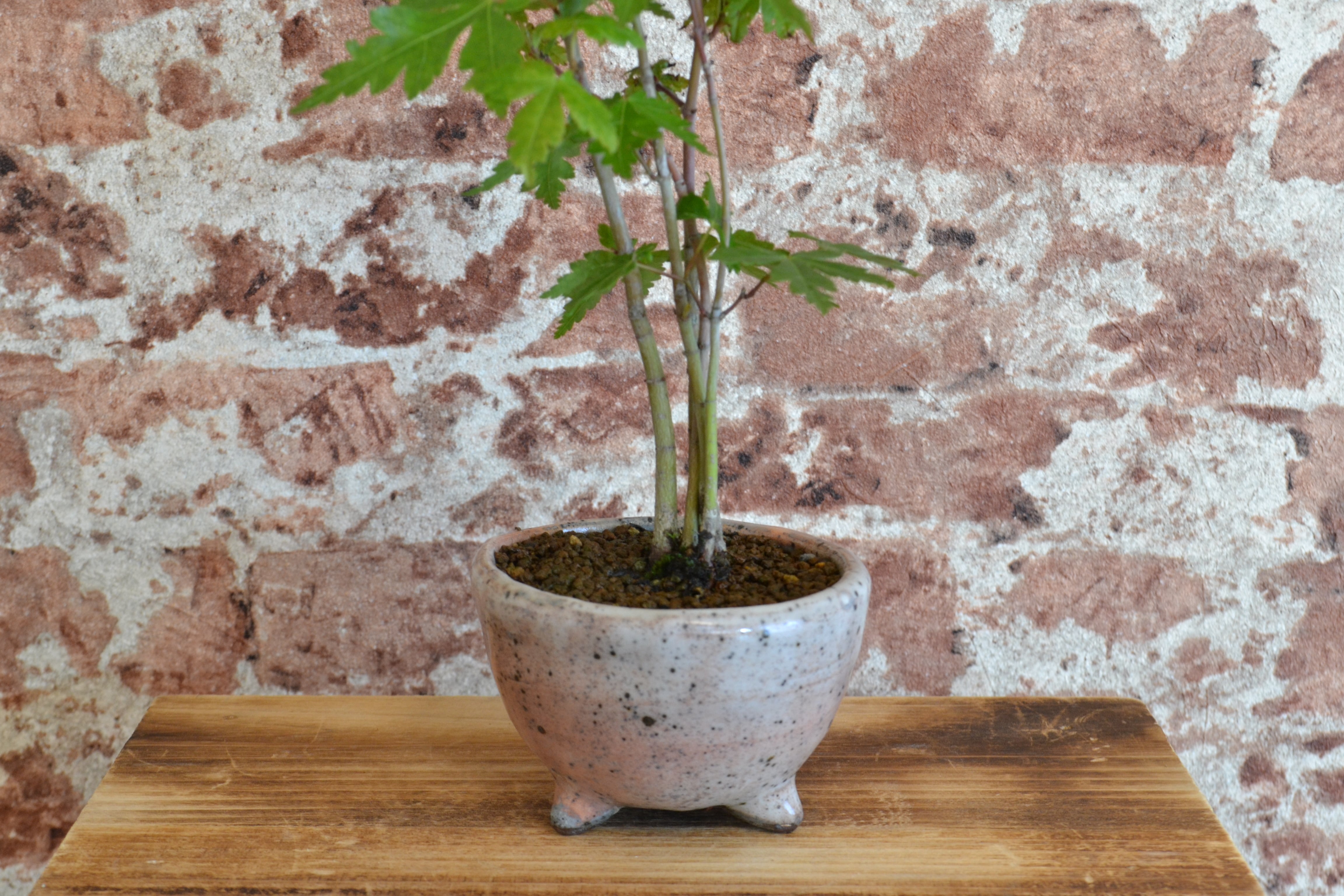 インテリア盆栽「山もみじ 寄せ植え」 | 植物再生工房ReBonsai