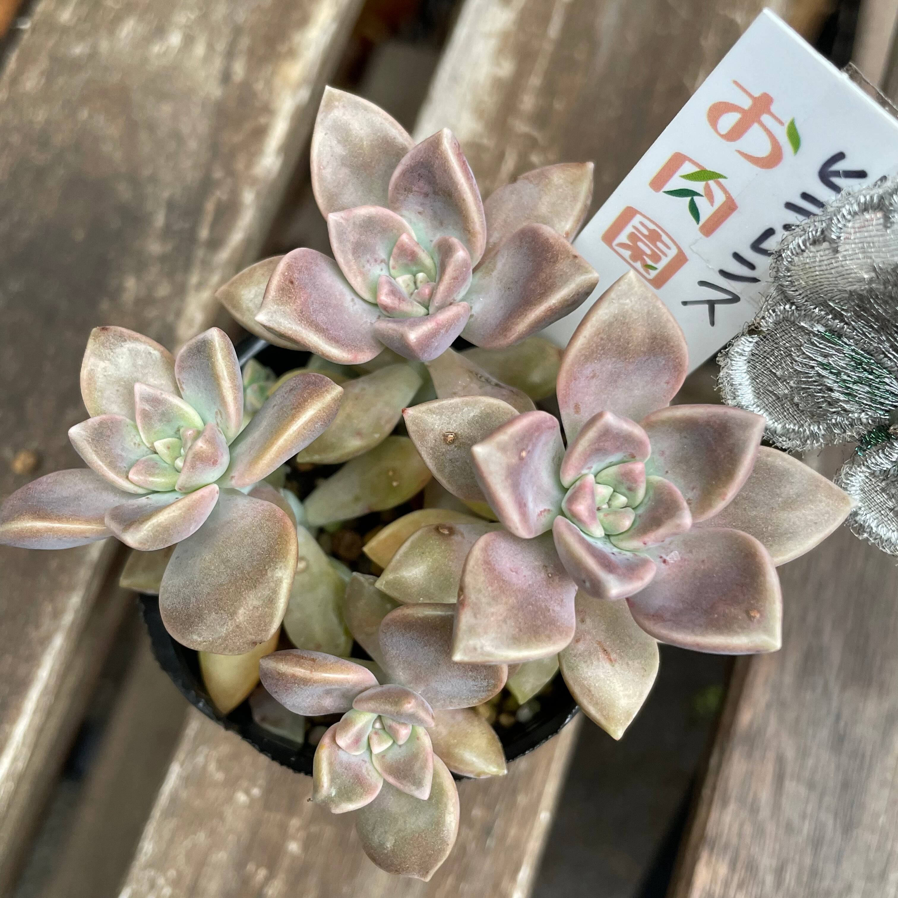 つねりん 多肉植物のオルゴナイト全10点セット 楽天市場】多肉植物 O'sグラプトベリア 銀天女×トバレンシス