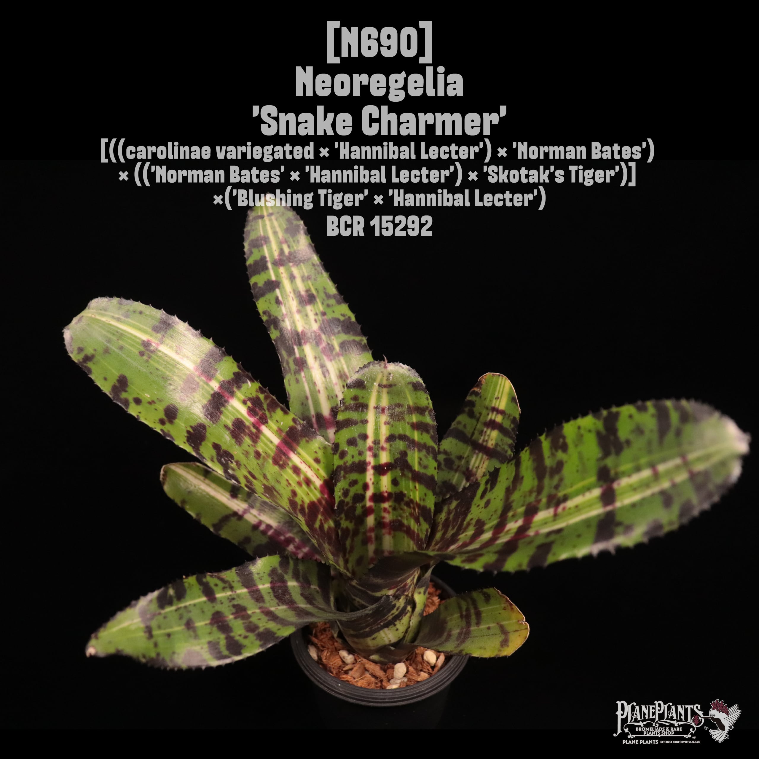 送料無料】 Hohenbergia leopoldo-horstii Black form