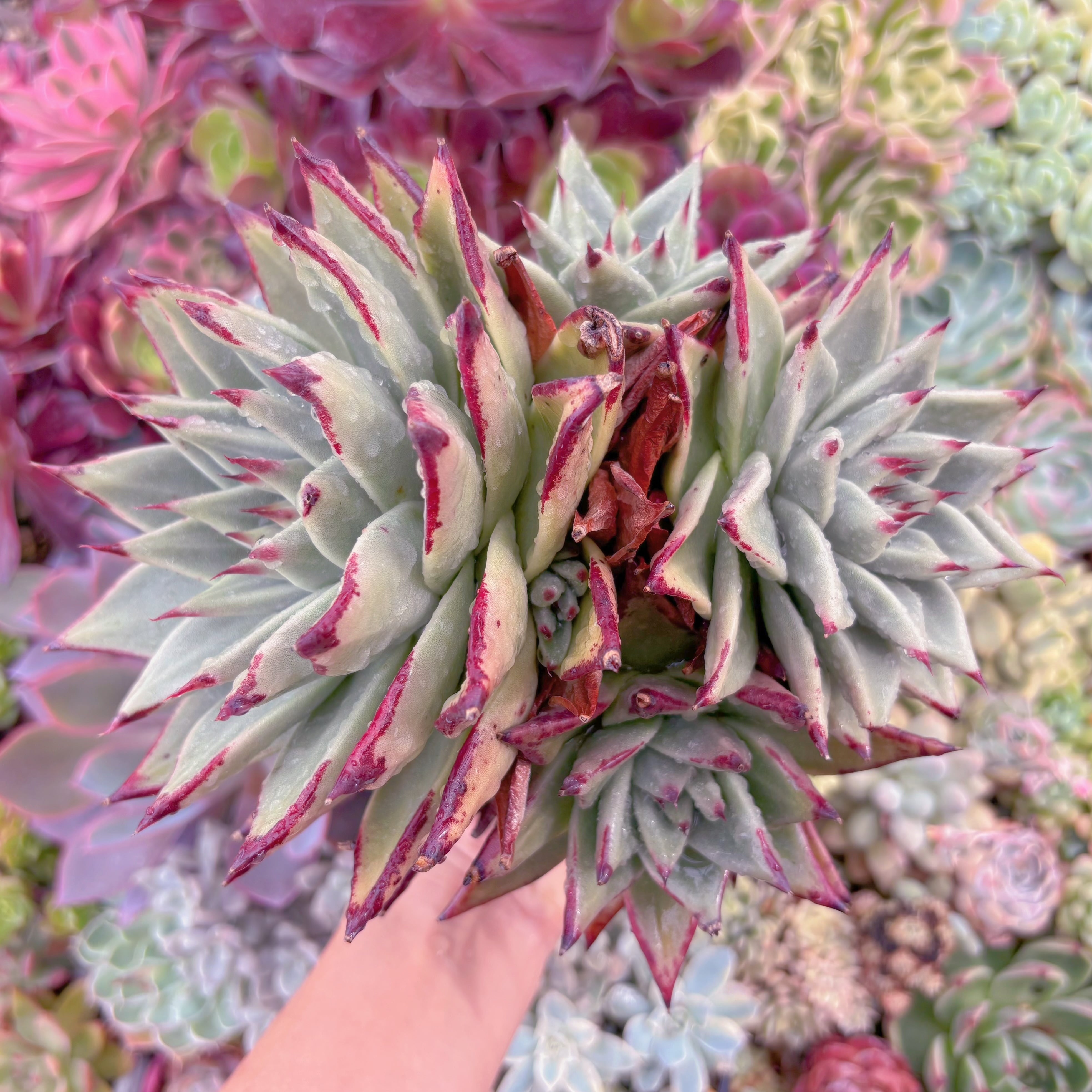 現品　優選エボニー#2199　新入荷　特特大群生　るる農園