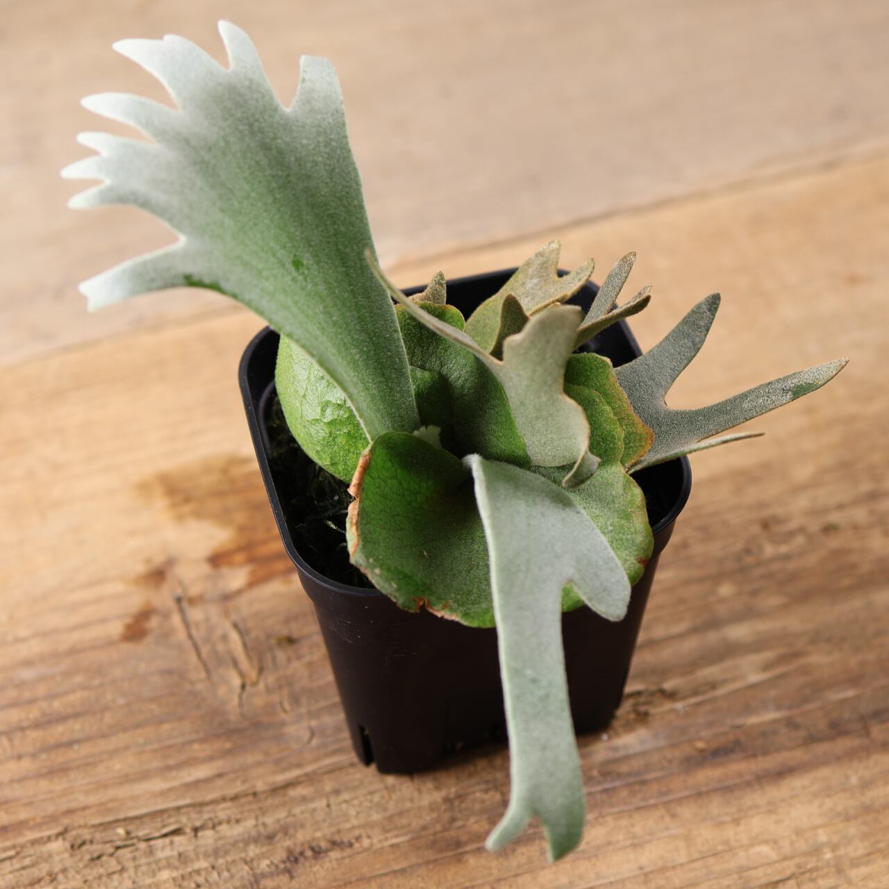 603『ビカクシダ ナノ Nano』 観葉植物【送料無料】 | MARX PLANTS