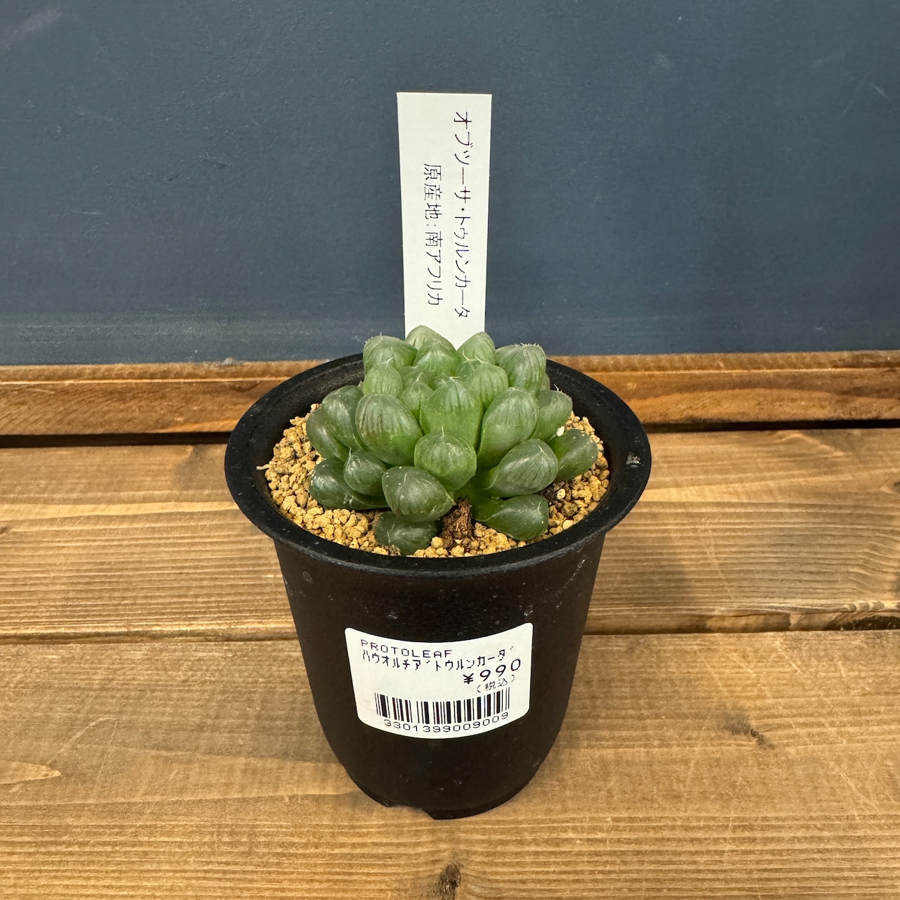 ハオルチア オブツーサ トゥルンカータ【397】