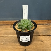 ハオルチア オブツーサ トゥルンカータ【397】