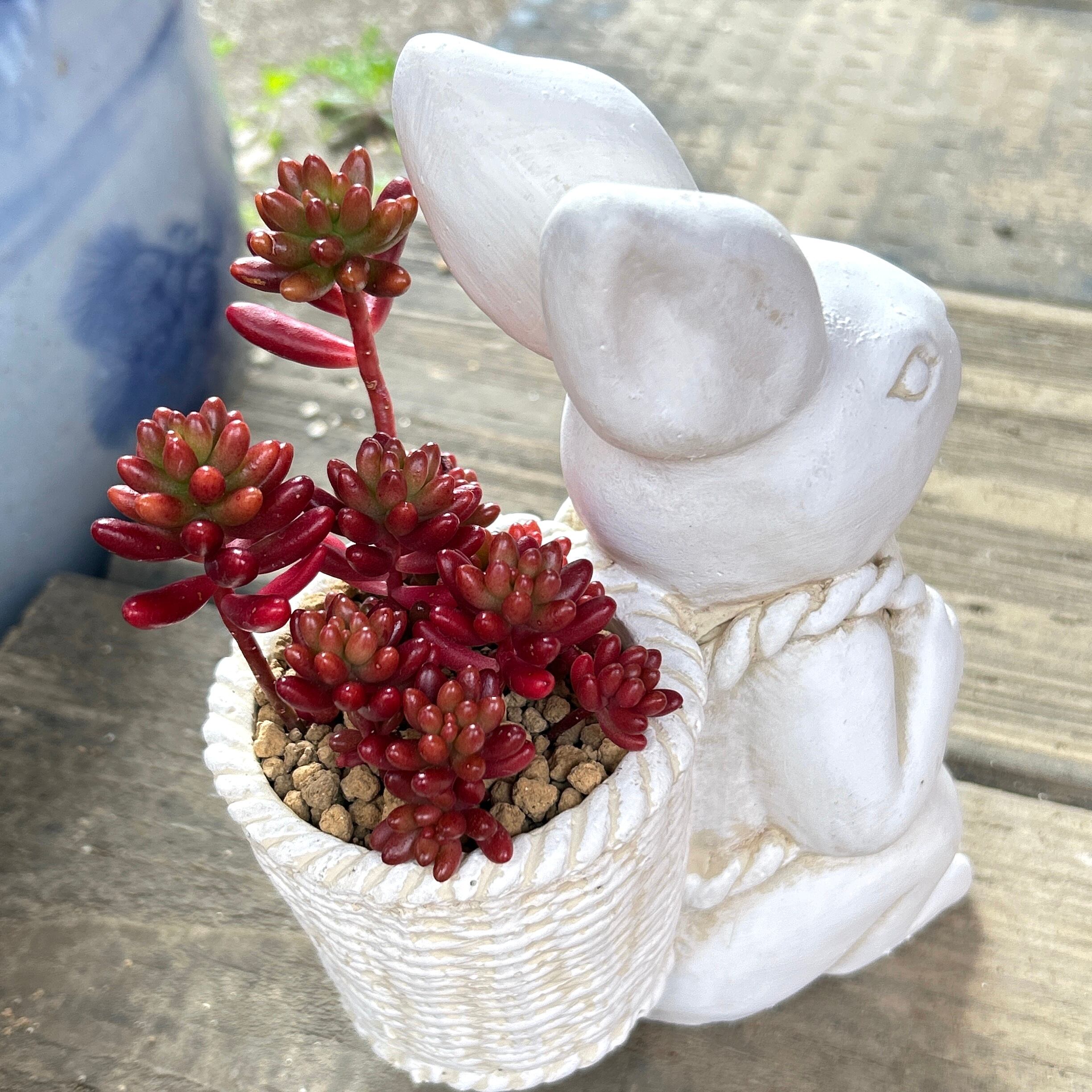 T)可愛いうさぎ鉢(虹の玉入り | RuPo 多肉植物専門店