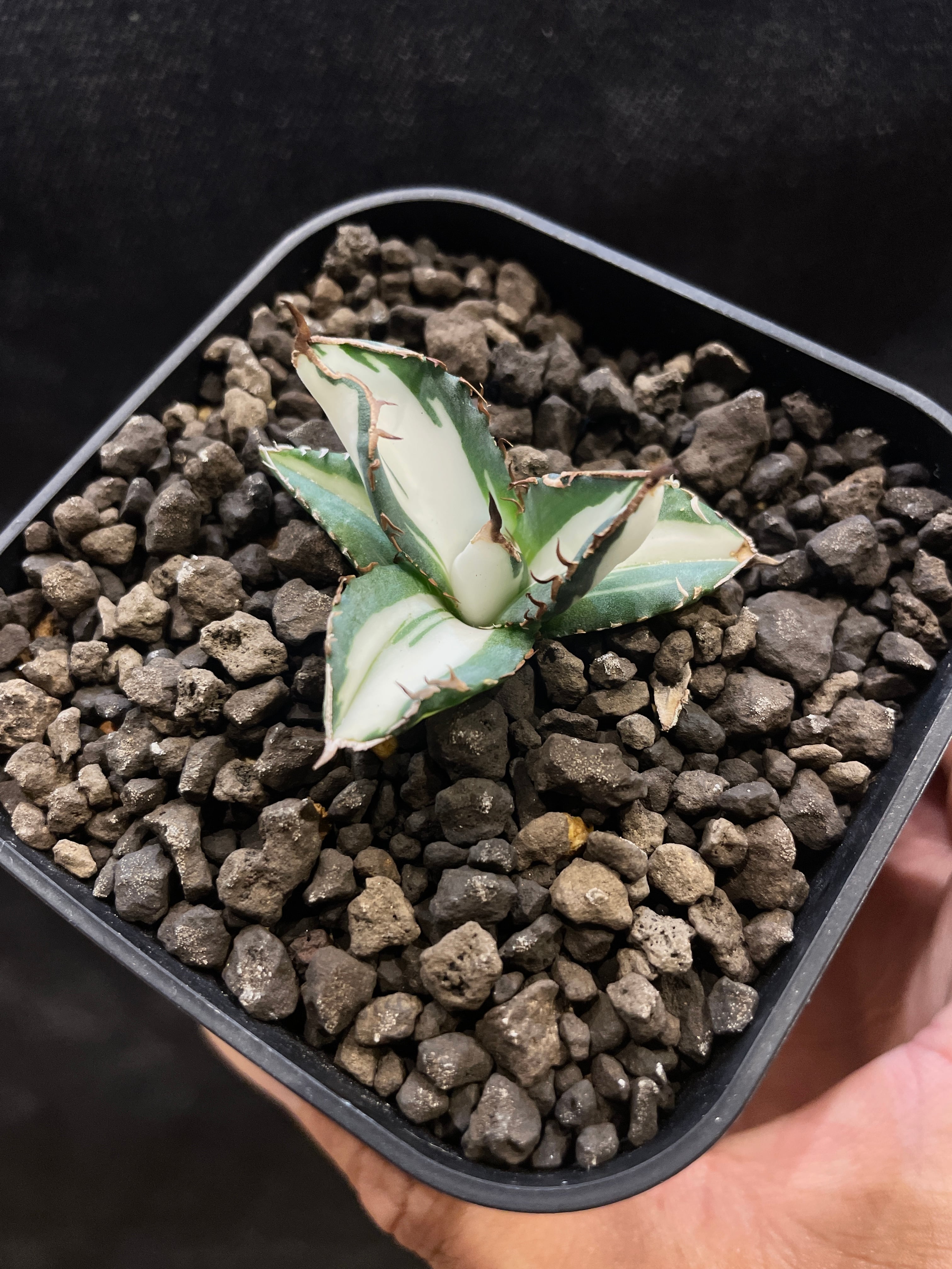 アガベ チタノタ '毒液 ' Venom ヴェノム | inco堂植物園