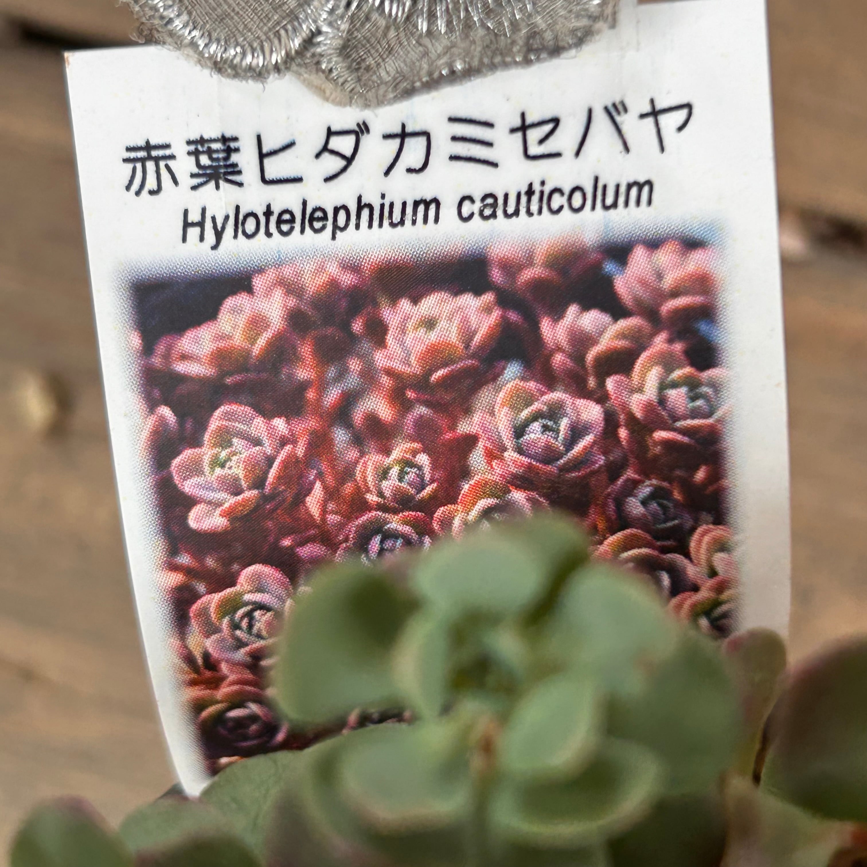 ６月いっぱい♡赤葉日高ミセバヤ カット苗 多肉植物 6月いっぱい♡赤葉日高ミセバヤ カット苗 多肉植物 【公式通販】