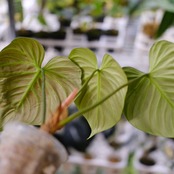フィロデンドロン エルチョコレッド / Philodendron "El Choco Red"⑯ / 観葉植物<育て方・花言葉>