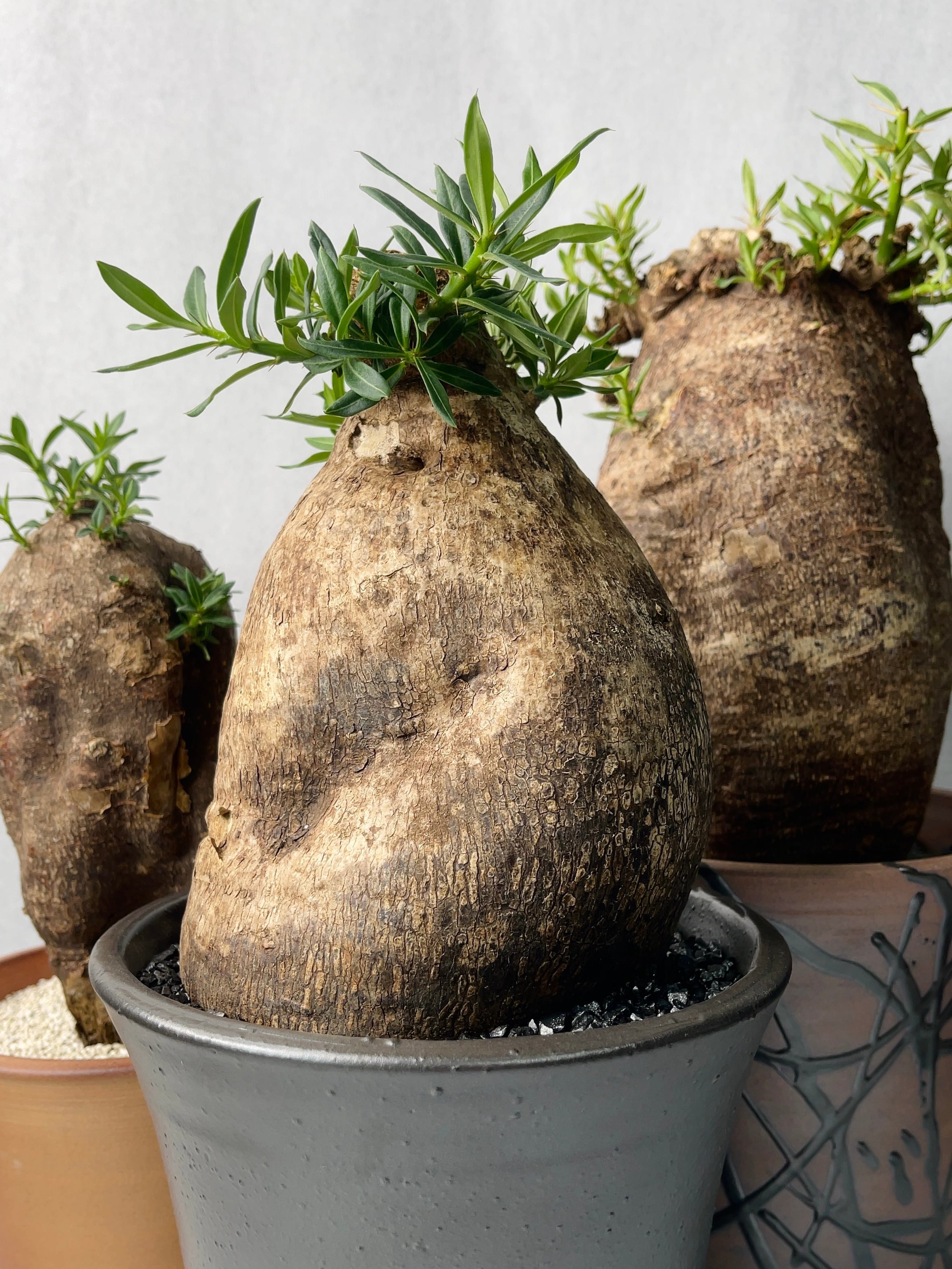 ピスピノーサム　開花株 パキポディウム ビスピノーサム 【多肉植物 2号鉢】｜ 【植物の