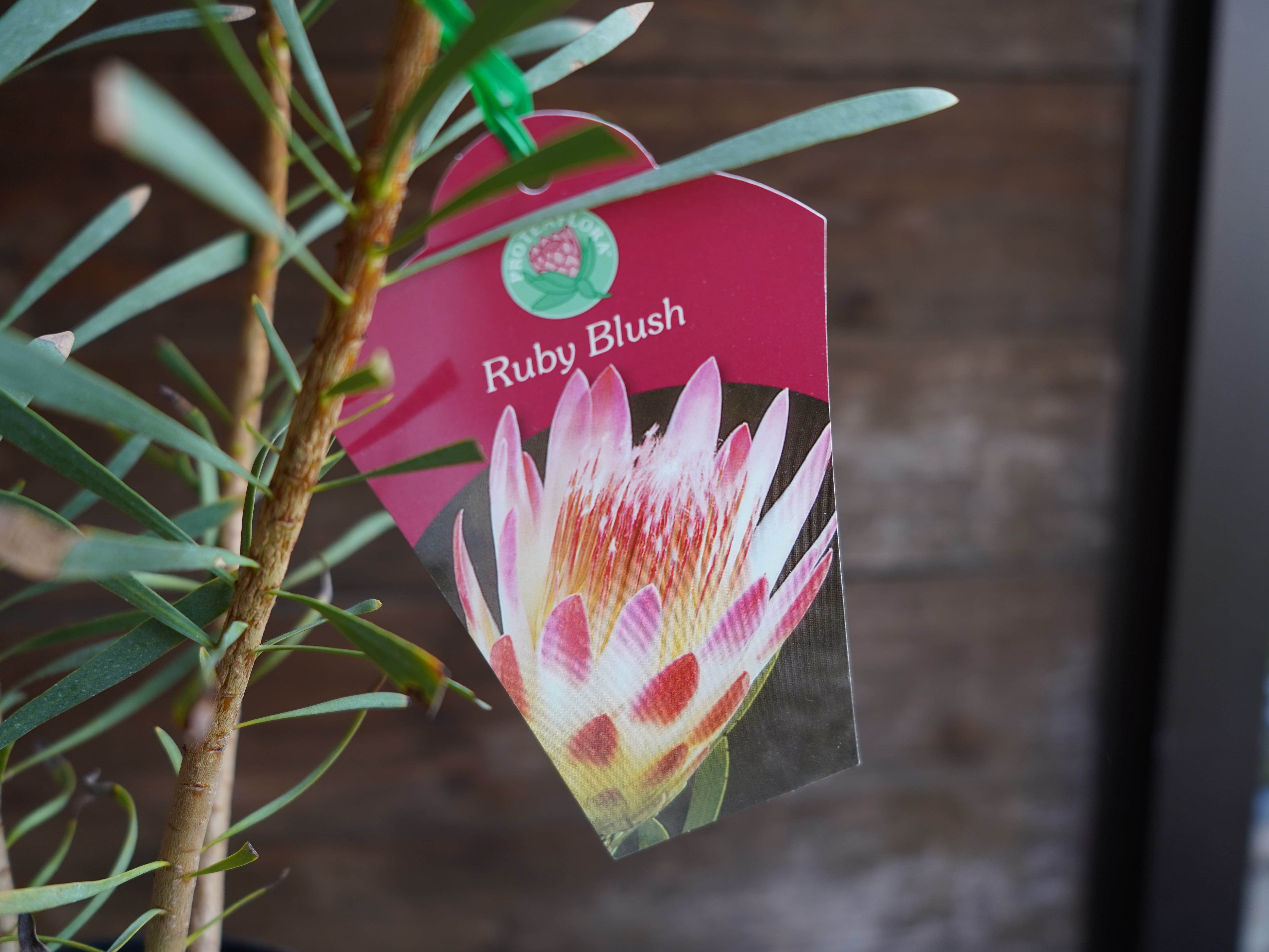 【現物】プロテア　”ルビーブラッシュ”　6号　A