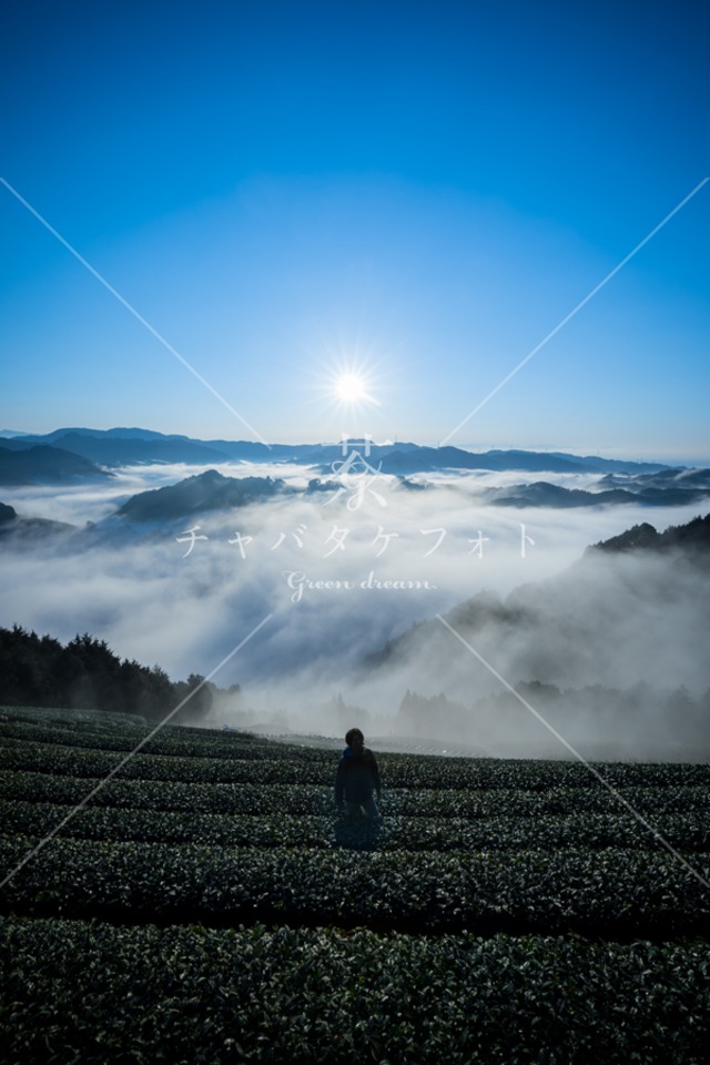 299 天空の茶畑