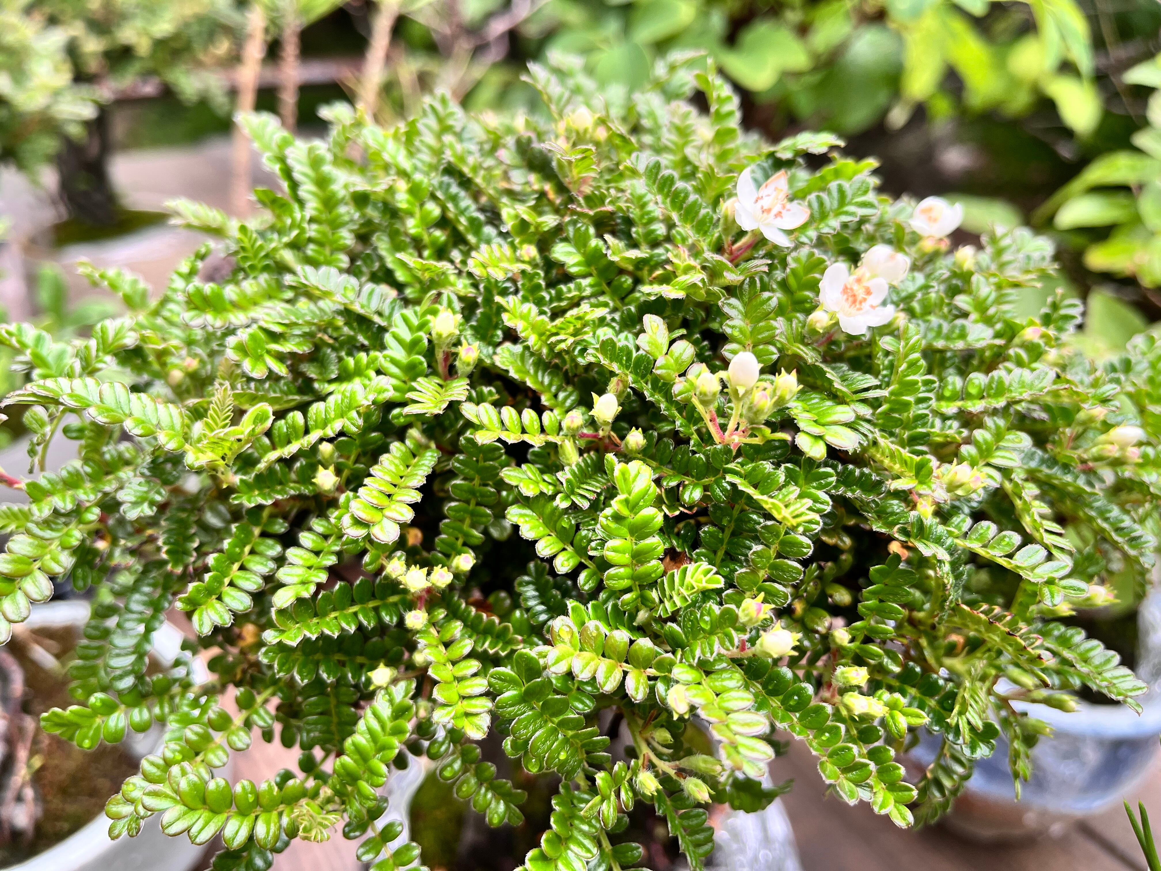 磯山椒 根上 盆栽 茶鉢 | Just boning Premium Bonsai by Season's