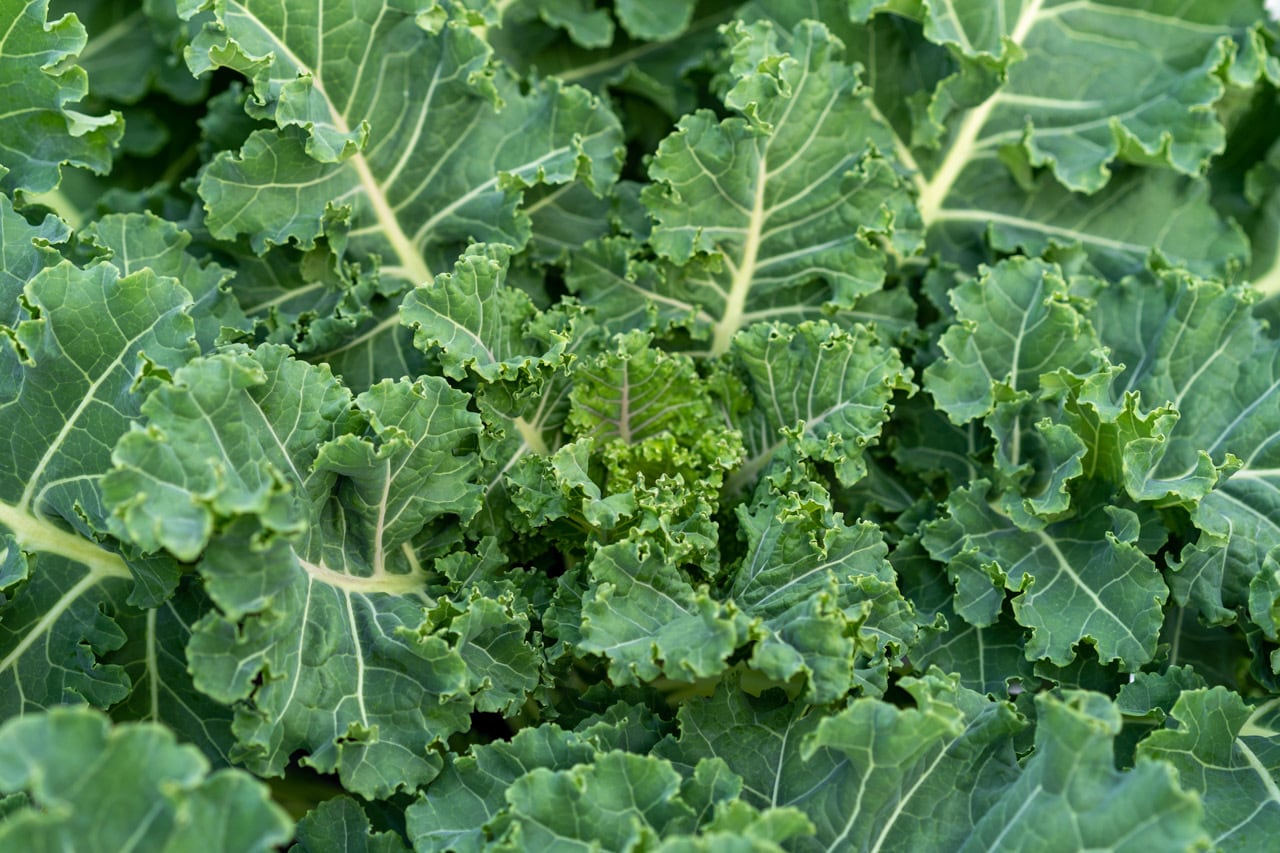 プチヴェールパウダー（小/30g）