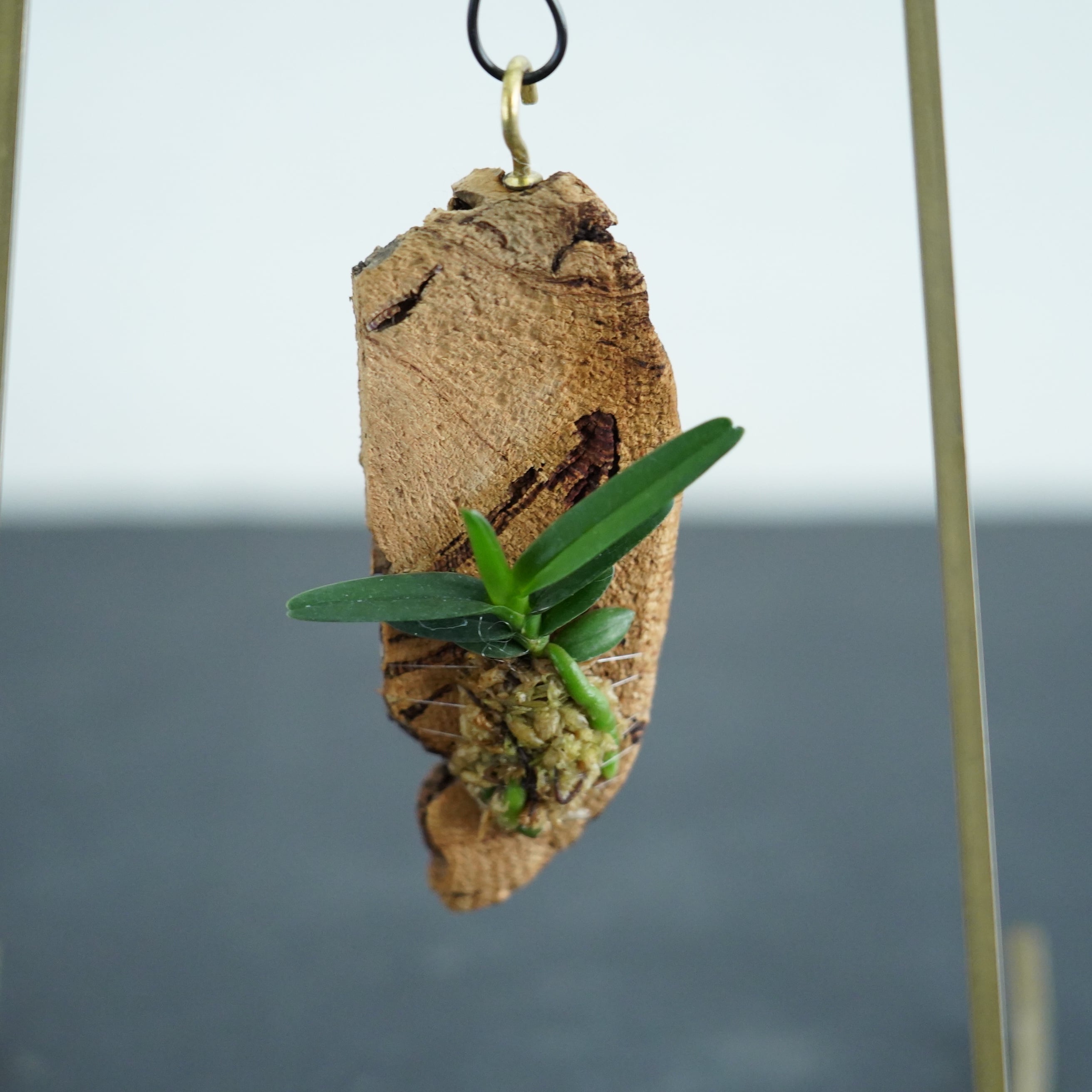 レナンセラ インスコティア Renanthera imschootiana【ミニコルク着生