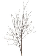 北海道産の白樺の樹皮 北海道産白樺樹皮シート 40～50cm 量り売り（m単位） | Shizenka｜白樺