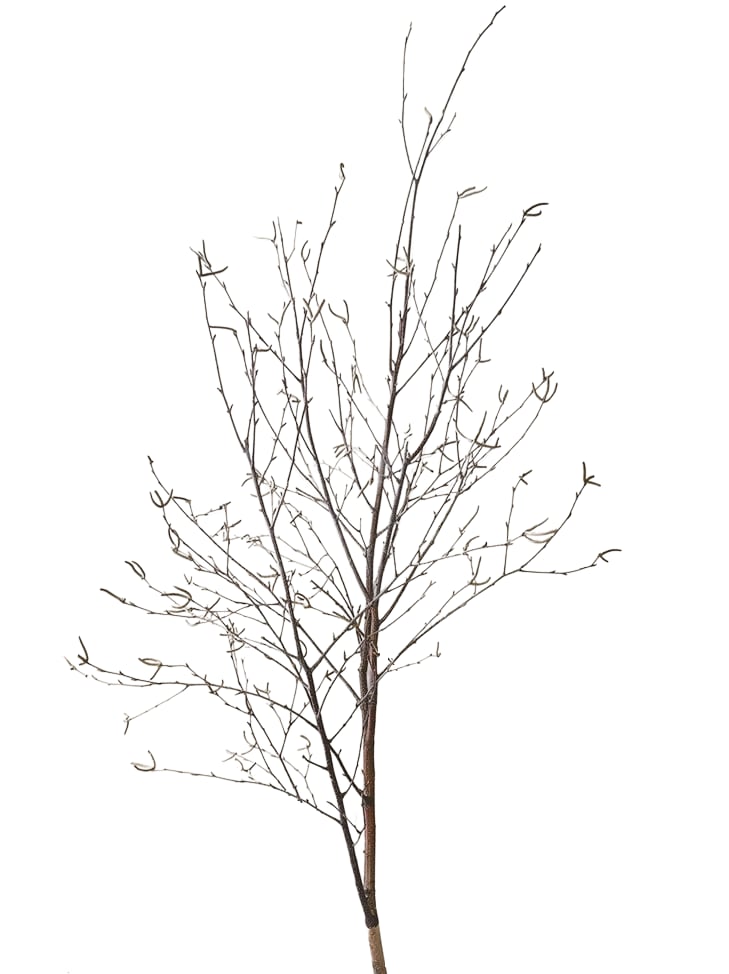 白樺枝先（生木）