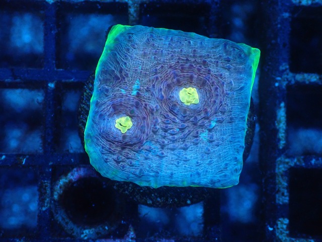 ChaliceFrag From Aussie 7