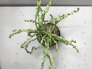 ユーフォルビア デシドゥア
