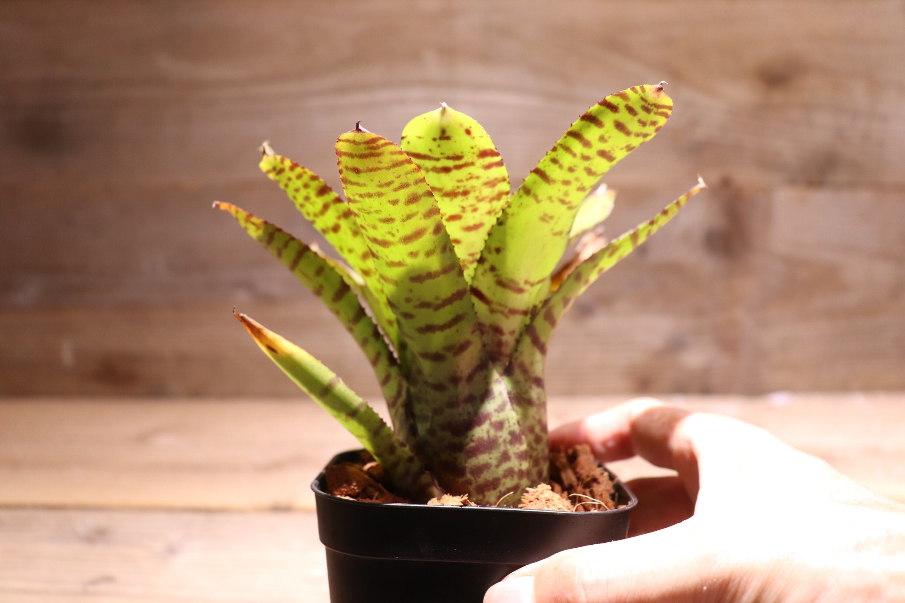 送料無料】Neoregelia 'Hannibal Lecter' x punctatissima 送料無料】Neoregelia 'Hannibal Lecter' x punctatissima