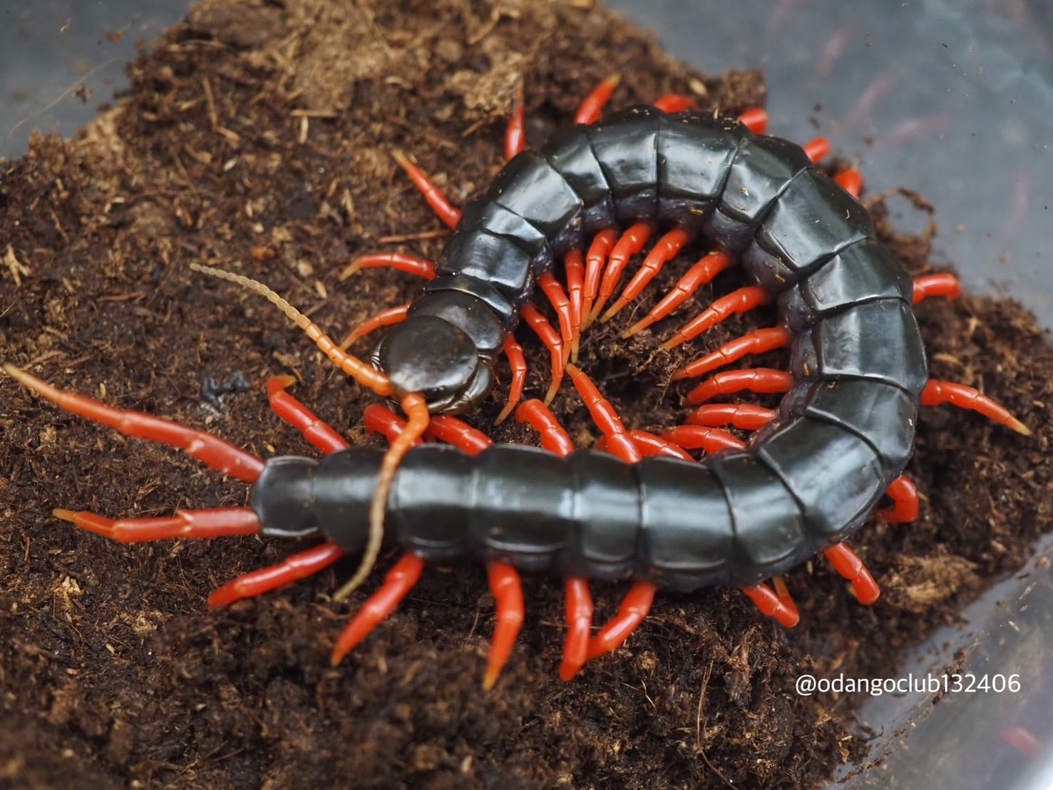 タイ産 オオクロゴキブリ 5匹 ゴキブリ | おだんごくらぶ