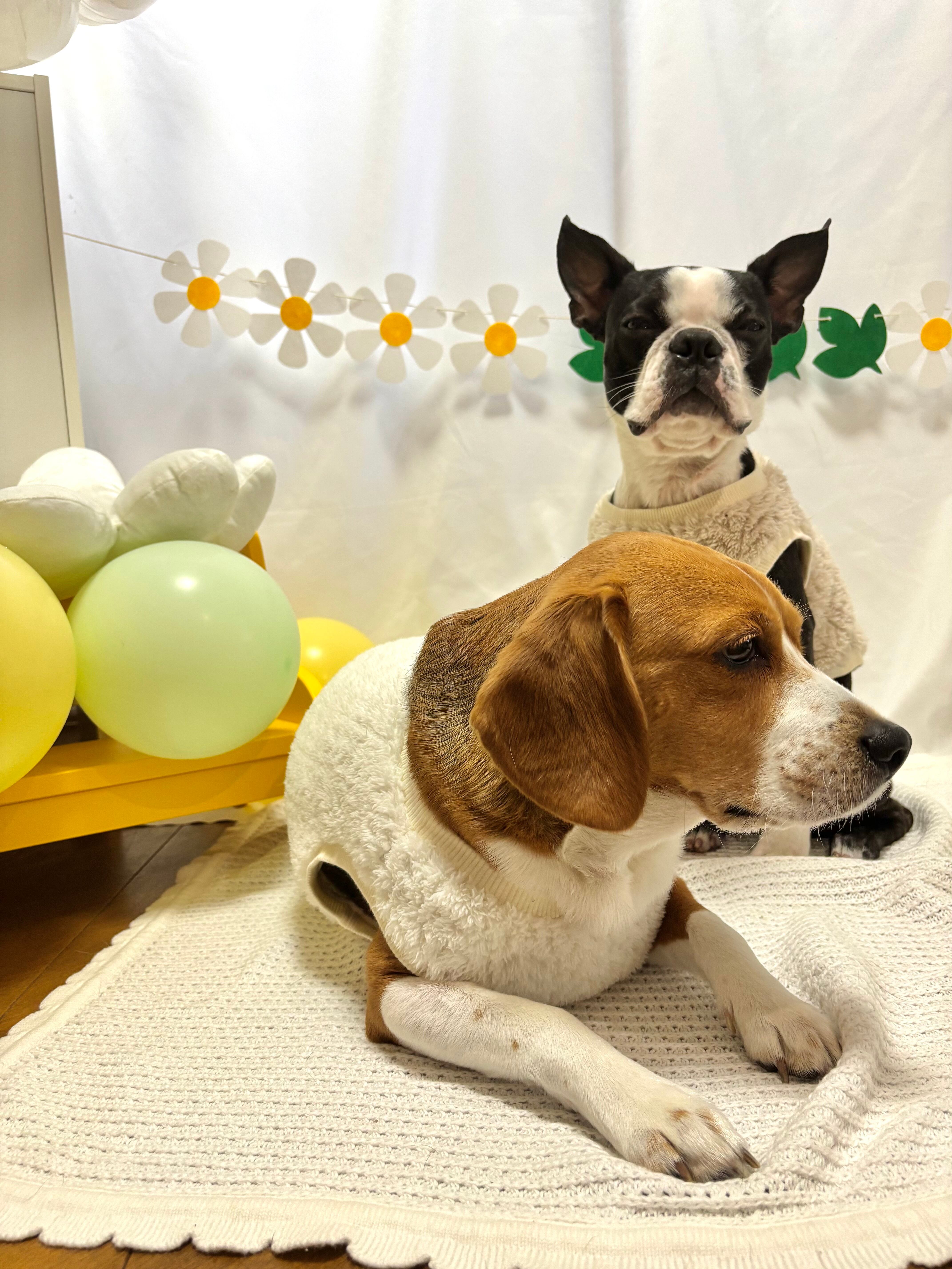 ボアトップス（白・モカ）