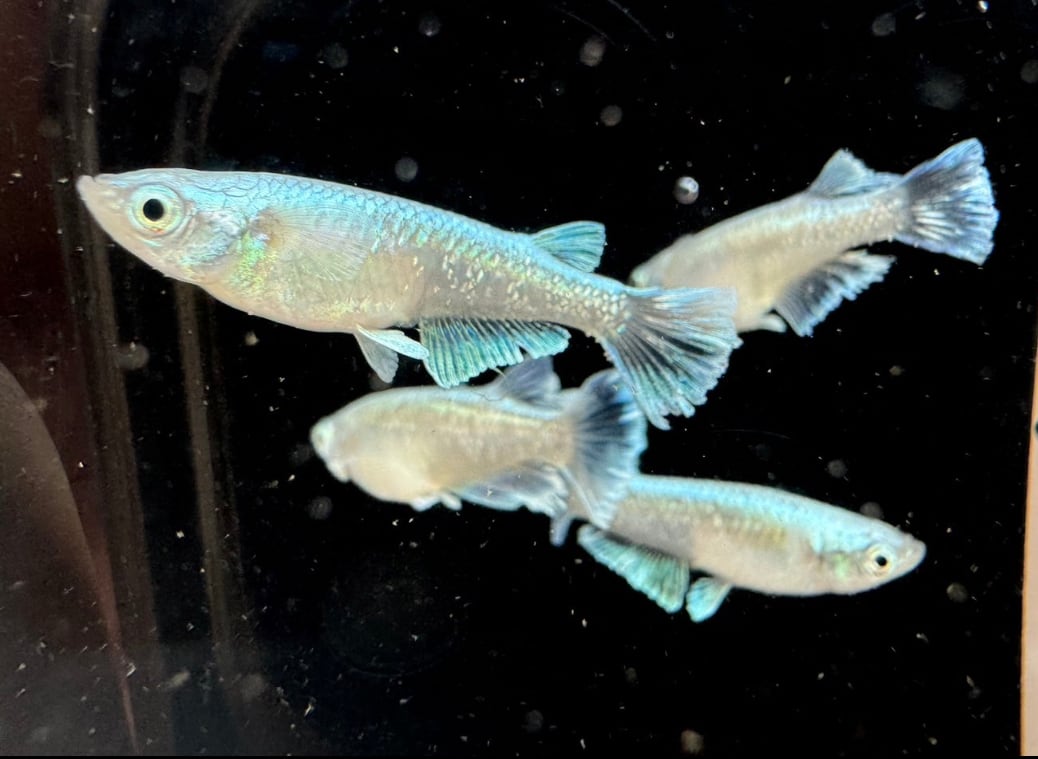 （めだか）朱光菊美人メダカ（１０匹） 菊間めだか] 朱光菊美人 5ペア