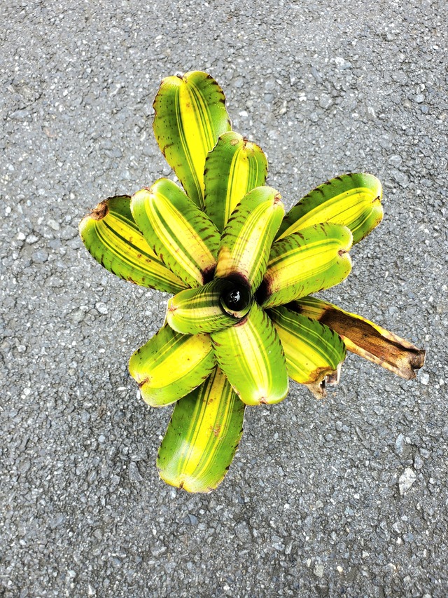 Neoregelia Delirious Tiger【artPLANTs】  ネオレゲリア/タンクブロメリア