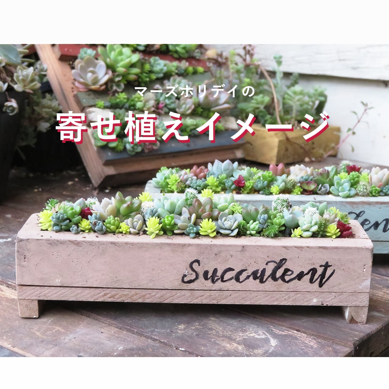 多肉植物 寄せ植え 木箱 ちまちま寄せ ステンシル オリジナル セリアの宝箱に多肉植物ちまちま寄せ | ブログ版Olive&SucculentGarden
