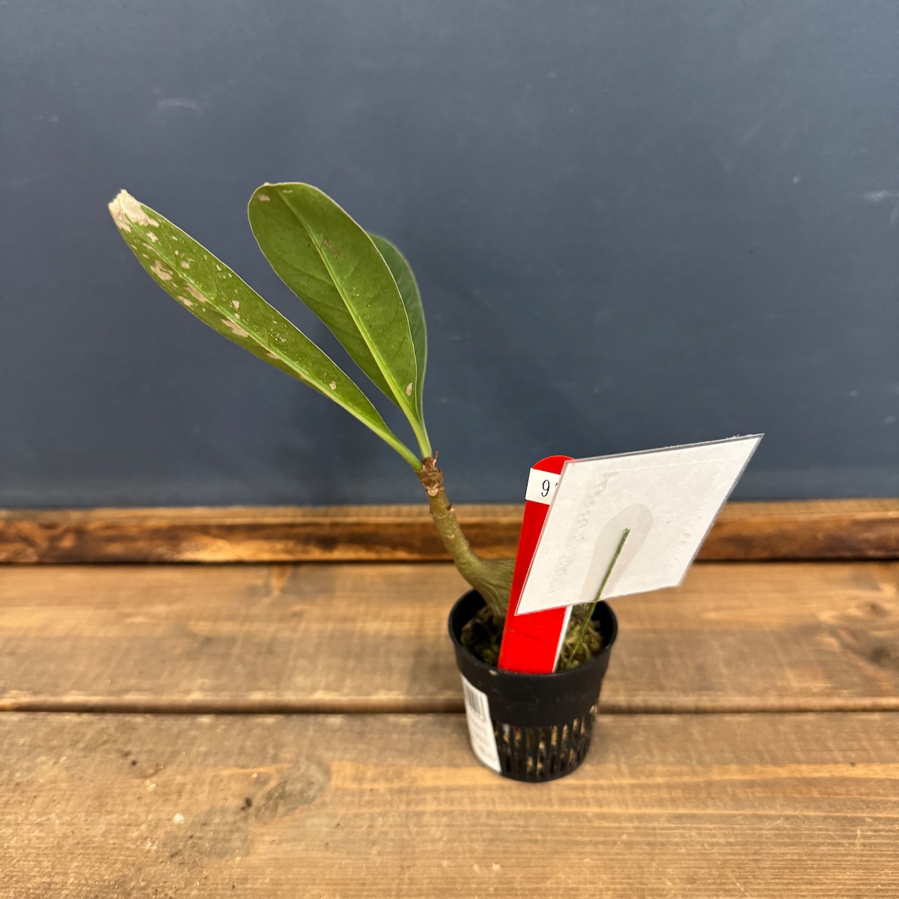 【クリアランス】Myrmecodia cf. tuberosa Jayapura Papua【970】