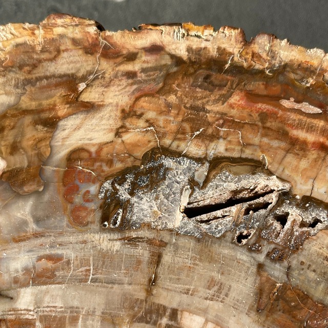 【ペトリファイドウッド（樹木の化石）】ビッグスラブ 鉱物 天然石 パワーストーン