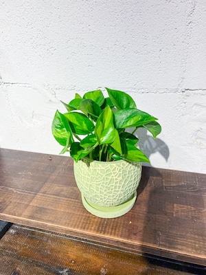 メロン型の植木鉢　3号