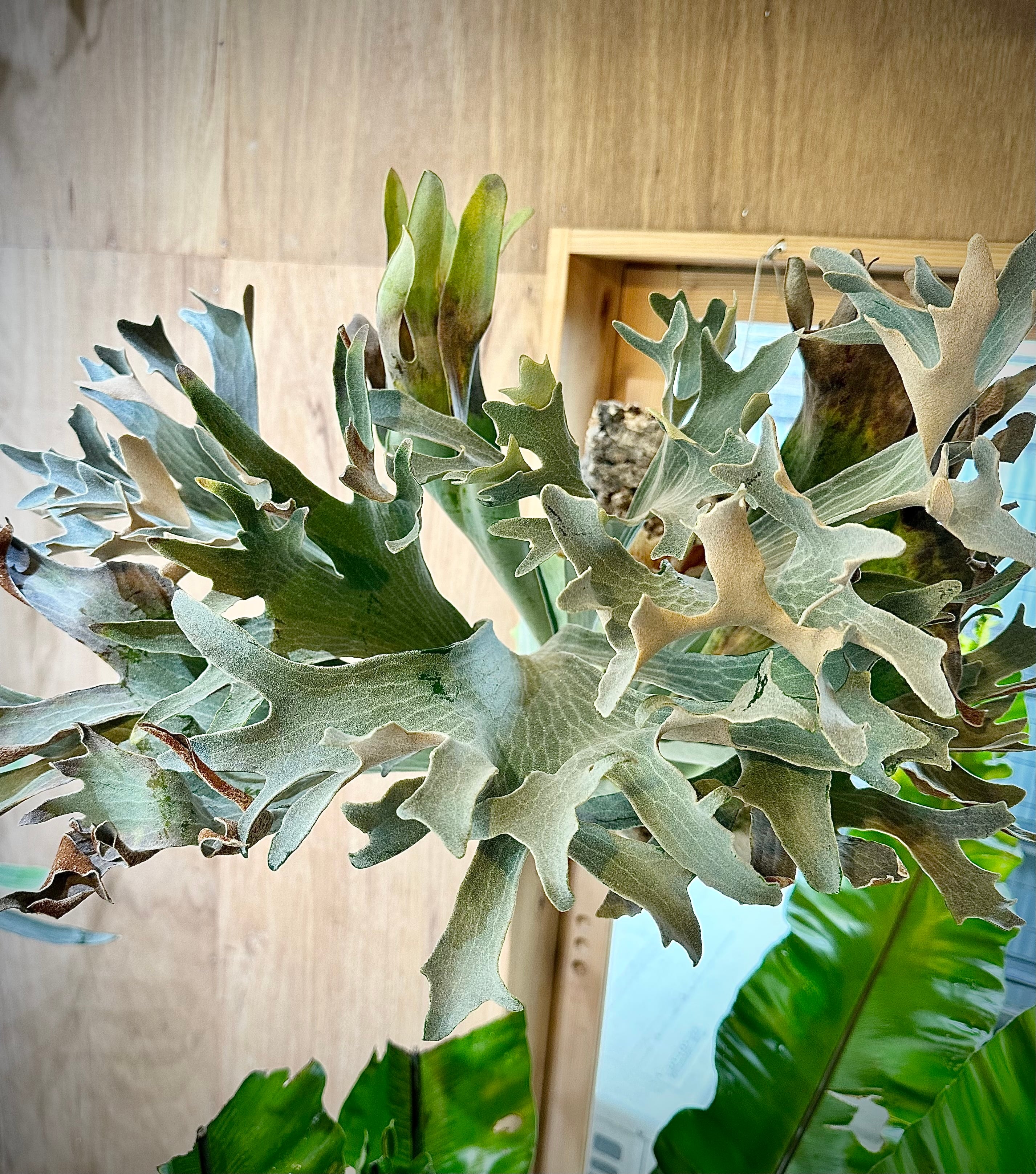 veitchii wild × Diversifolium 選抜 ビカクシダ ビカクシダ 'ダイバー