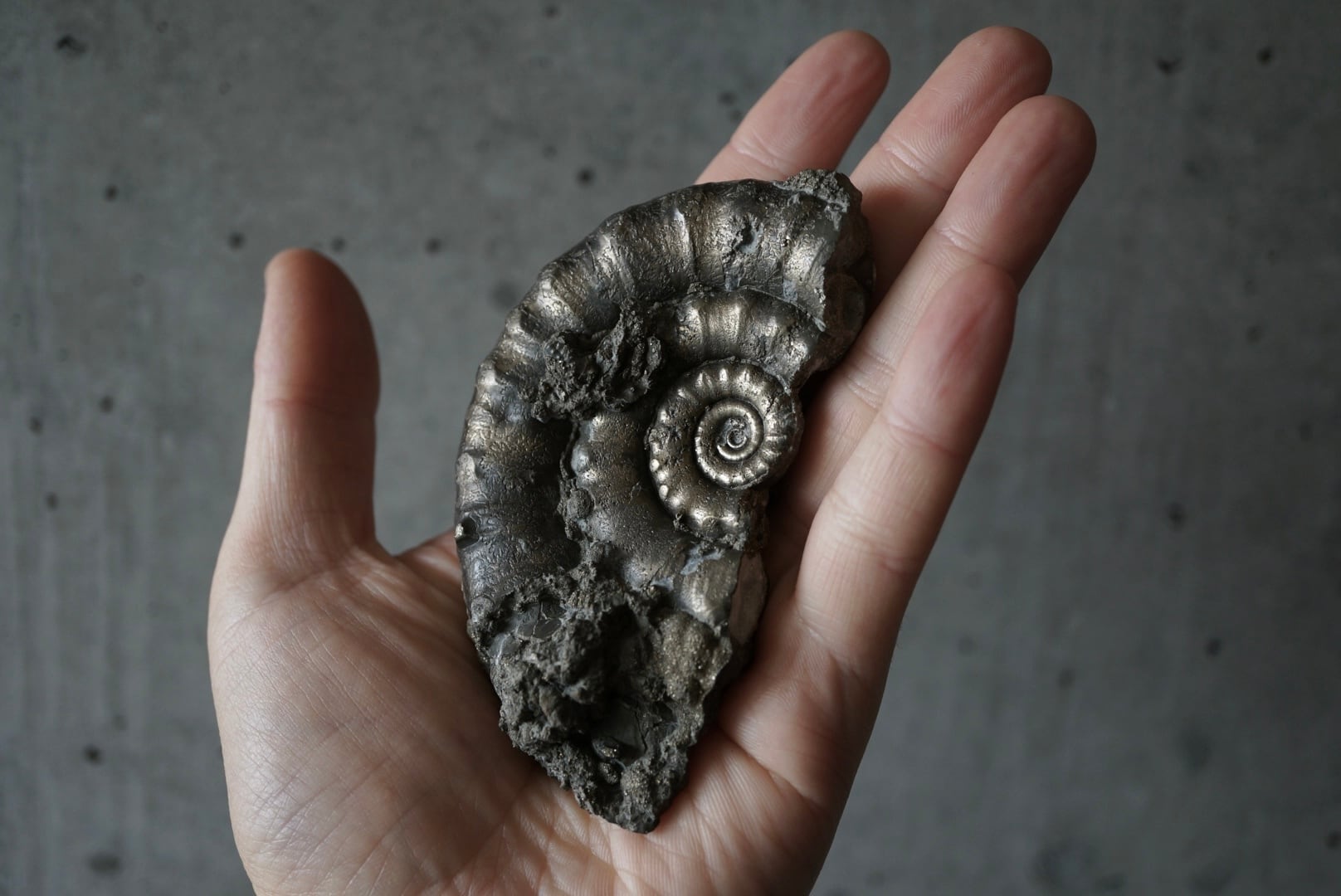 イギリス産黄鉄鉱化アンモナイト Pyritized Ammonite 1895 | 叙景 jokei