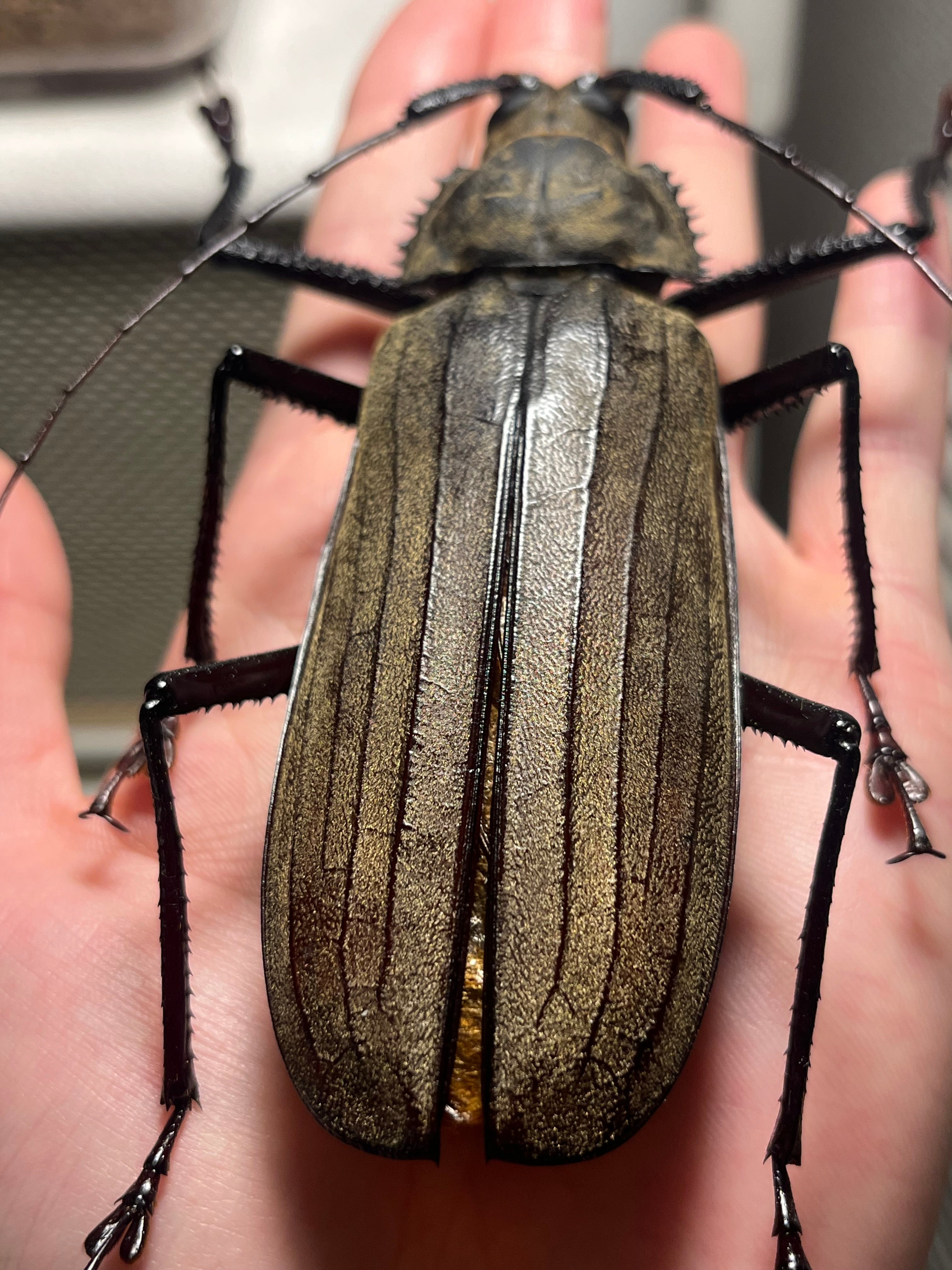 127mm】スジバネトゲフチオオウスバカミキリ ブルウスバカミキリ