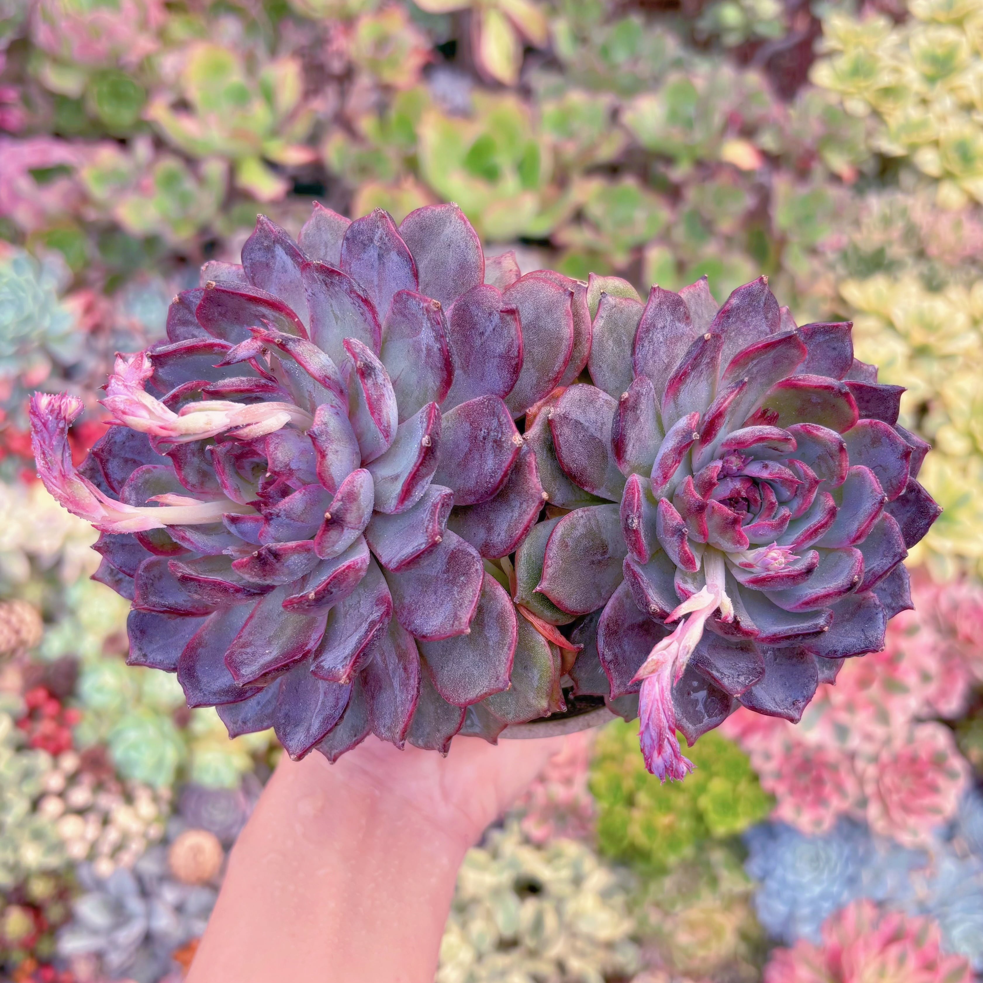 現品　ブルーエンチャントレス#F019　群生　新入荷　るる農園