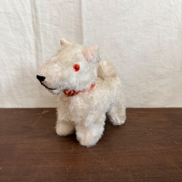 白い犬