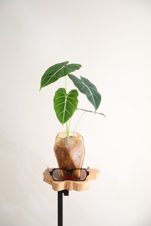 【M】アロカシア グリーンベルベット　※【土不使用】グラスポット付き