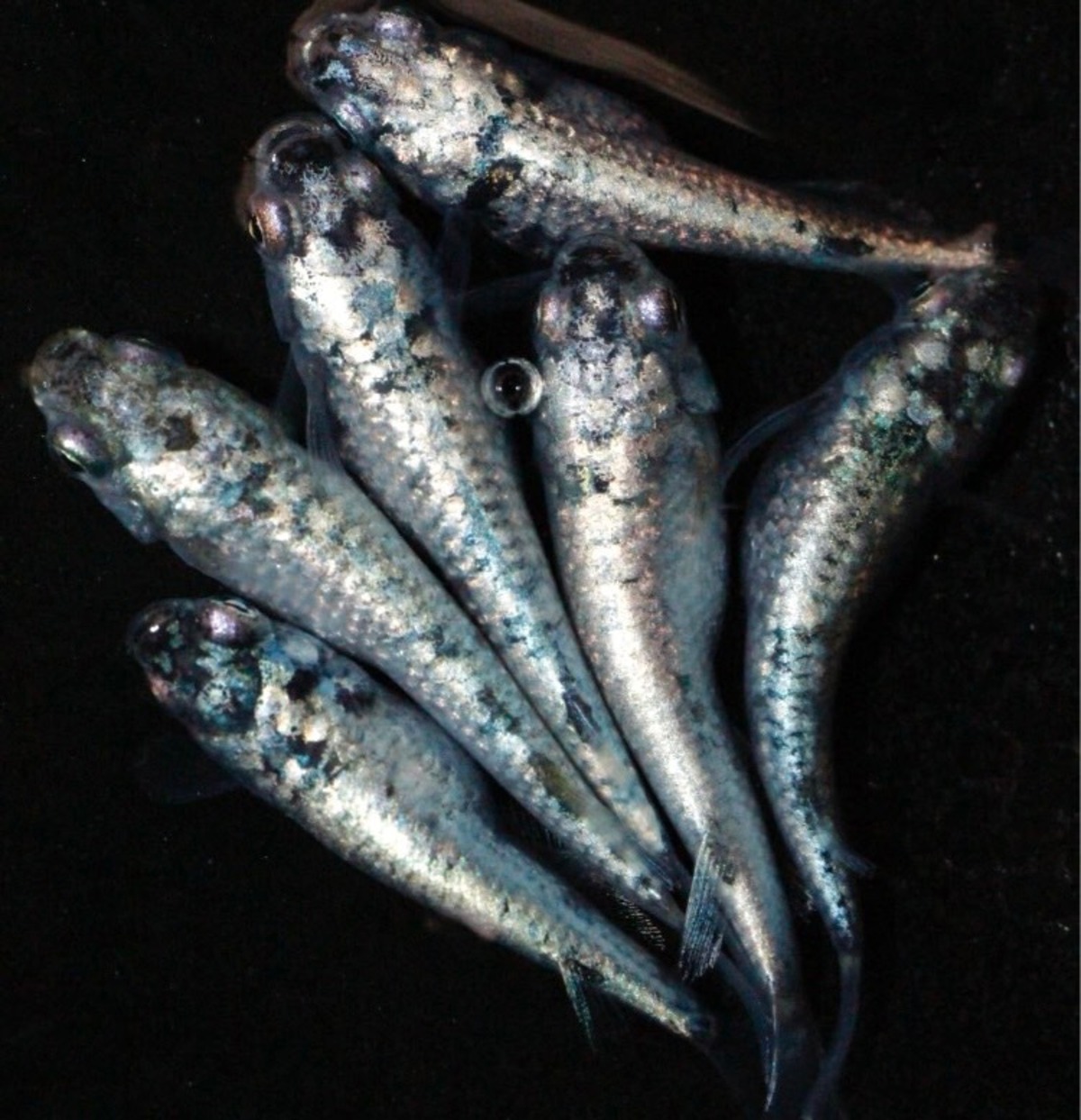 Modoka Rice Fish Medaka Japanese Ricefish Eggs20+α rekkuuza aquarium Medaka tropical ...