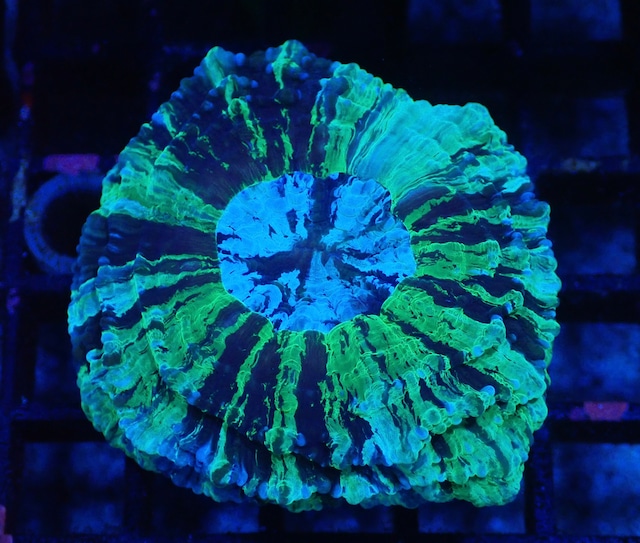 Achanthophyllia Deshayesiana 3 Premium