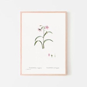 クレイトニアバージニカ / アートポスター イラスト アートプリント 2L〜 植物 花 絵 ヴィンテージ