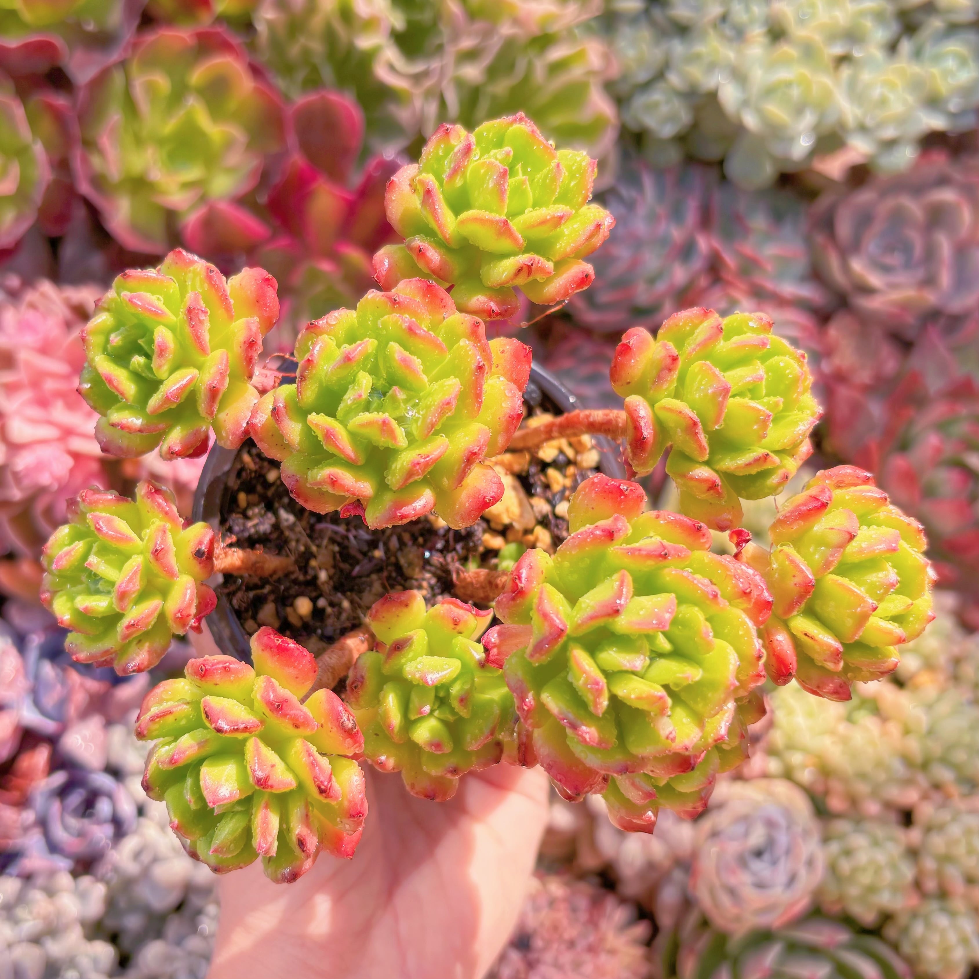 現品　ランタン#722　るる農園