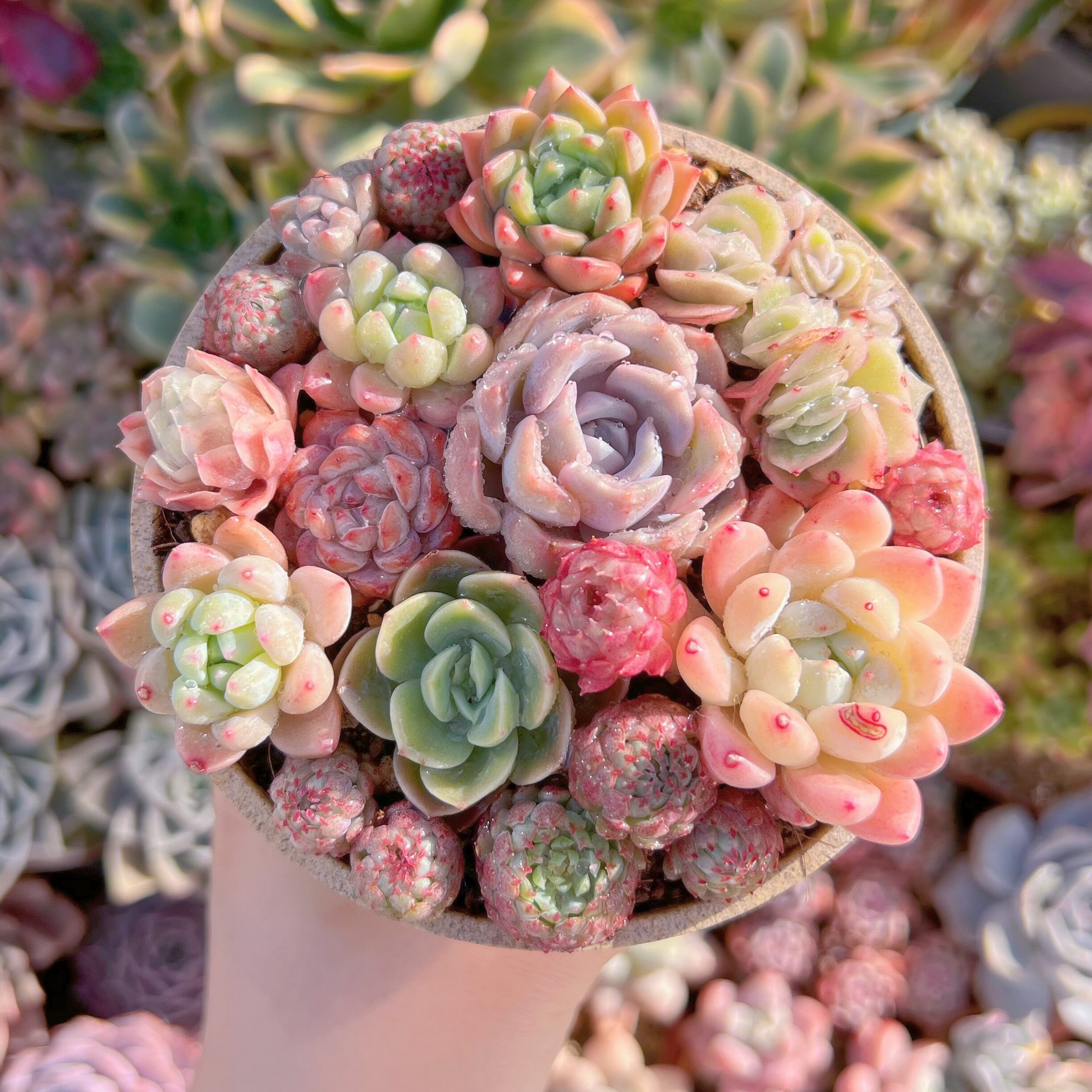 現品　寄せ植えセット#310　るる農園