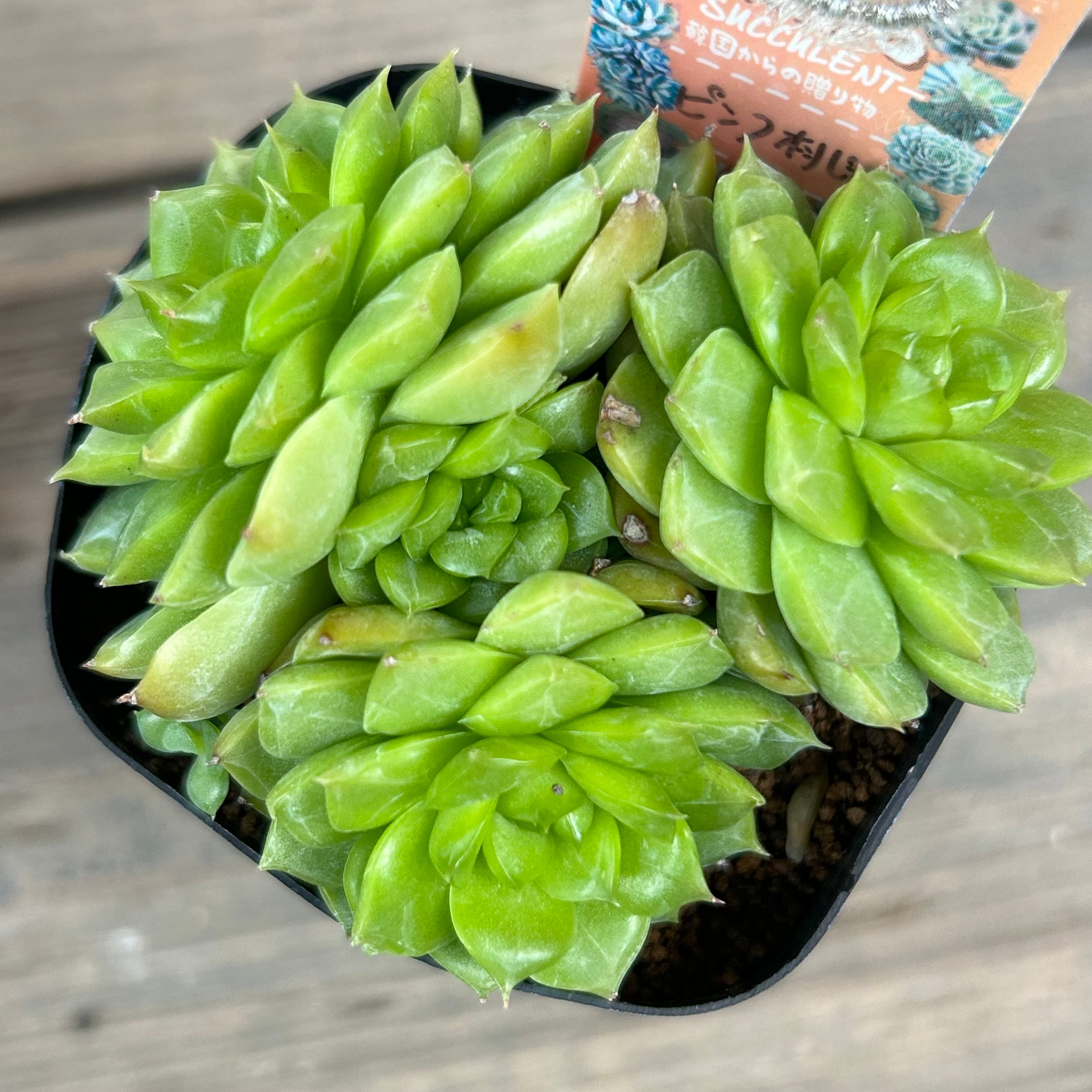 韓国苗 | RuPo 多肉植物専門店